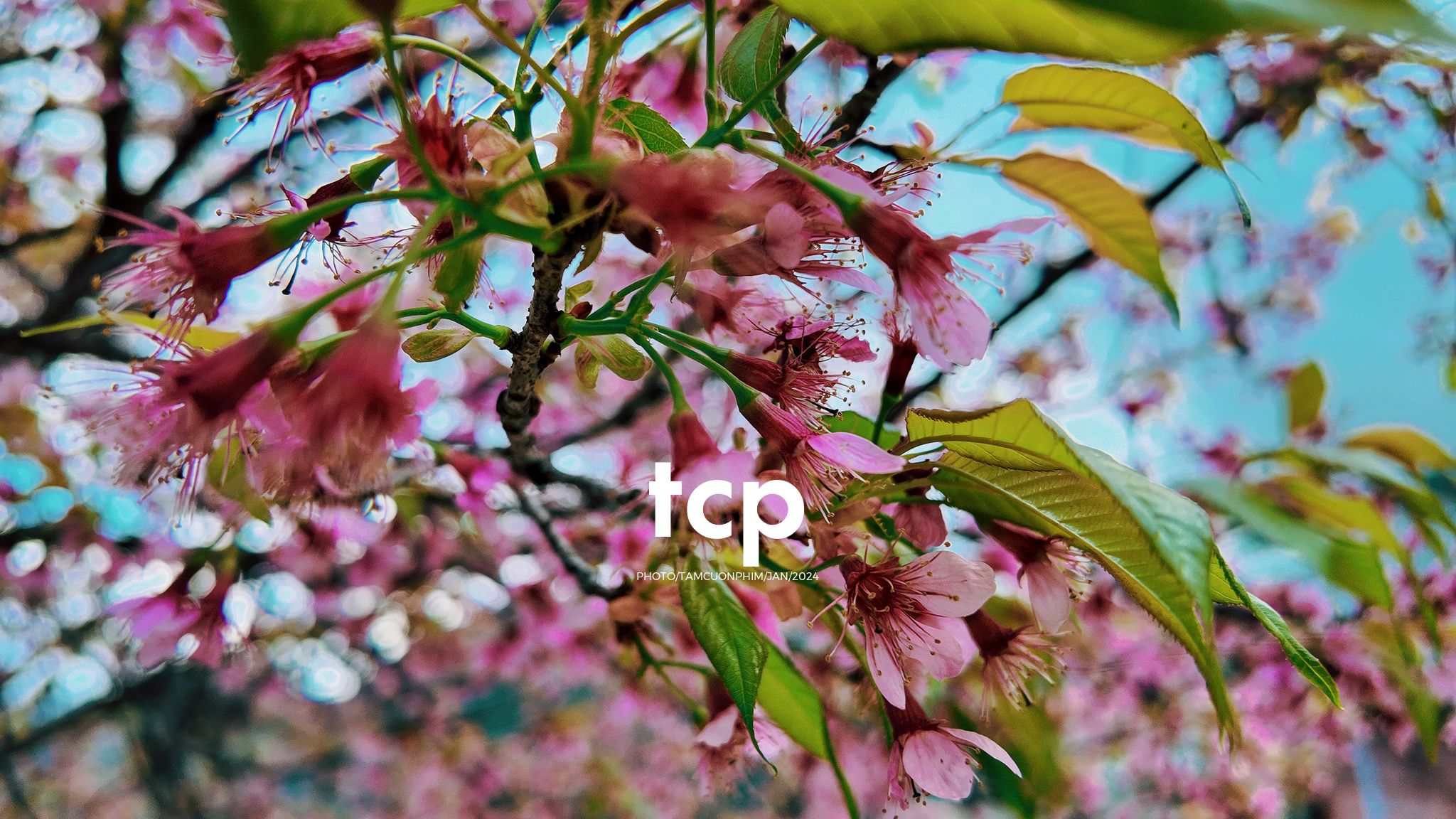 Tám Cuộn Phim - Ai mà chẳng nhớ những ngày rong ruổi trên đèo cao?