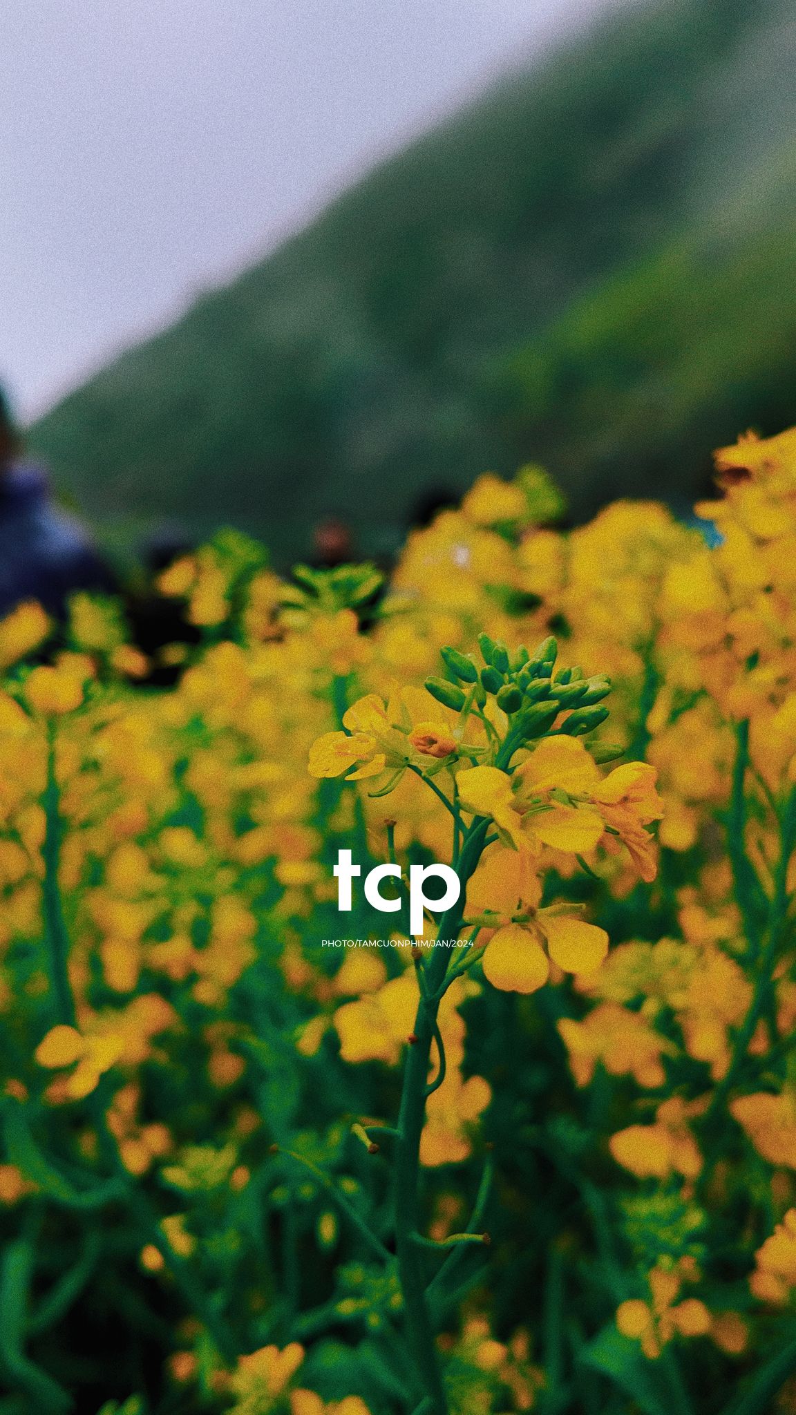 Tám Cuộn Phim - Ai mà chẳng nhớ những ngày rong ruổi trên đèo cao?