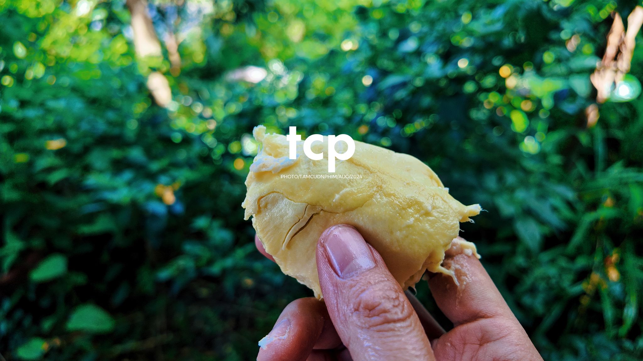 Tám Cuộn Phim - Nhịp Điệu Xanh Trên Vùng Cao Nguyên