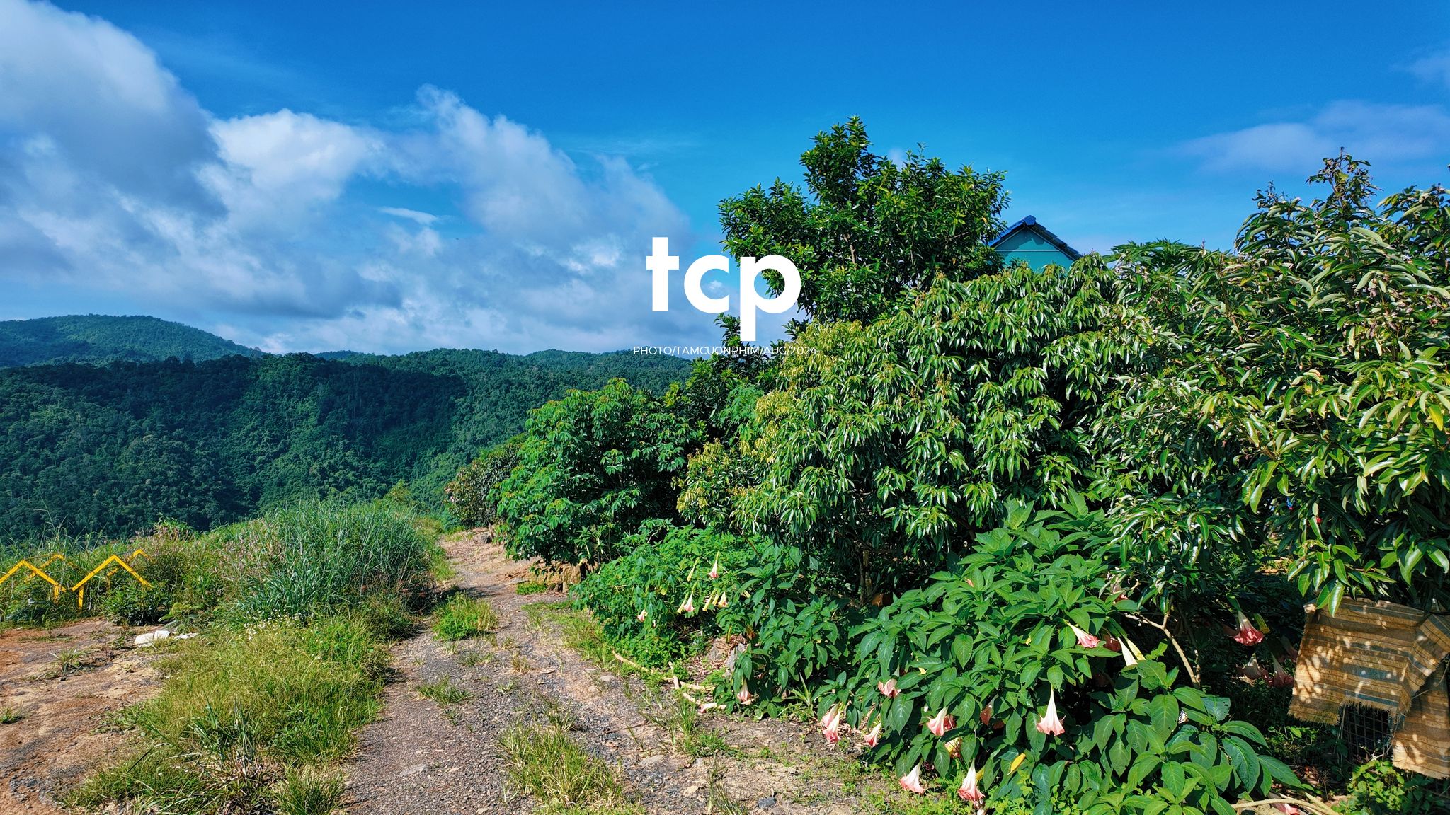 Tám Cuộn Phim - Nhịp Điệu Xanh Trên Vùng Cao Nguyên