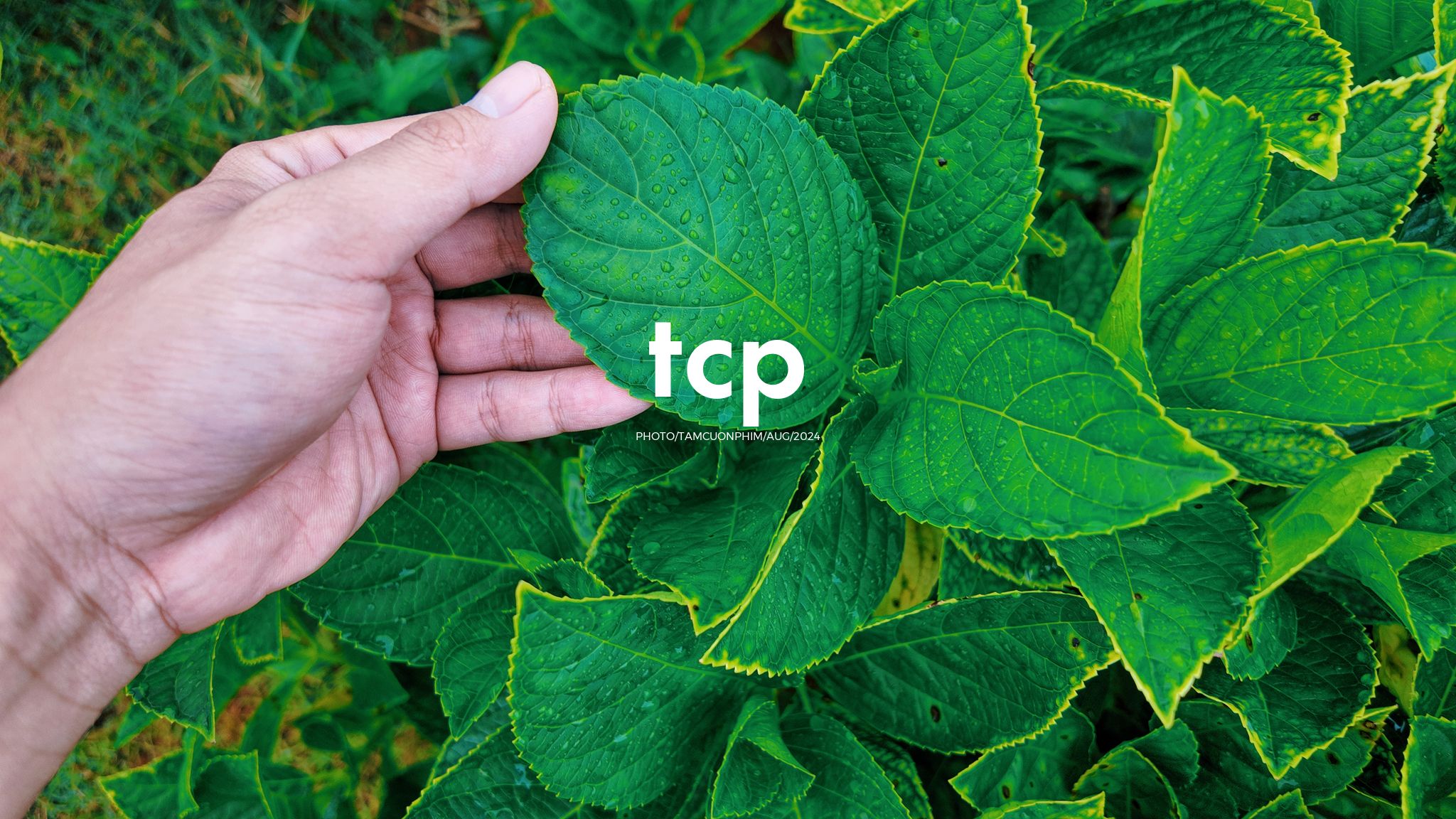 Tám Cuộn Phim - Nhịp Điệu Xanh Trên Vùng Cao Nguyên