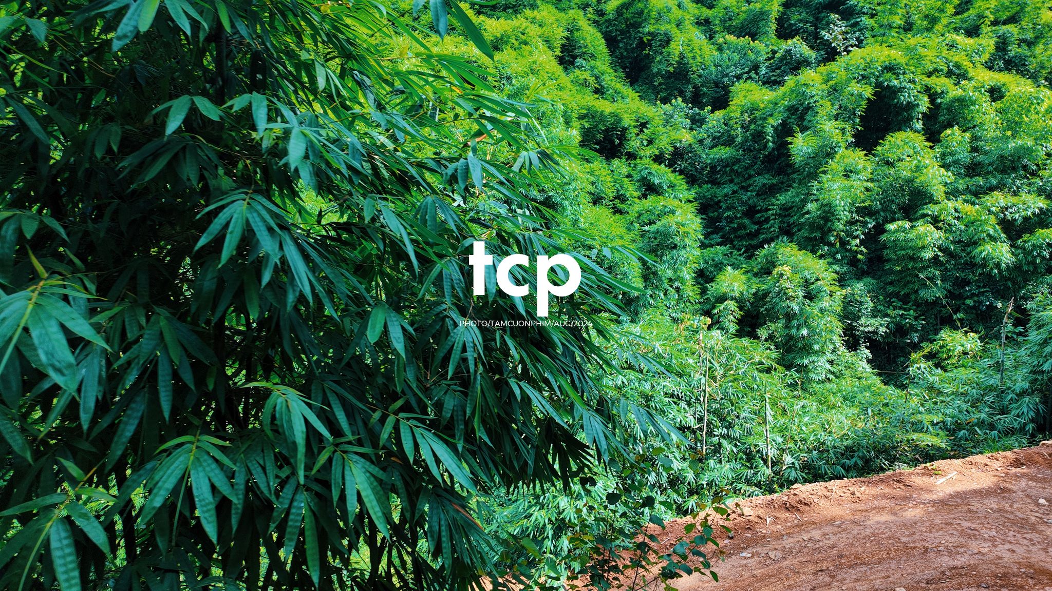 Tám Cuộn Phim - Nhịp Điệu Xanh Trên Vùng Cao Nguyên