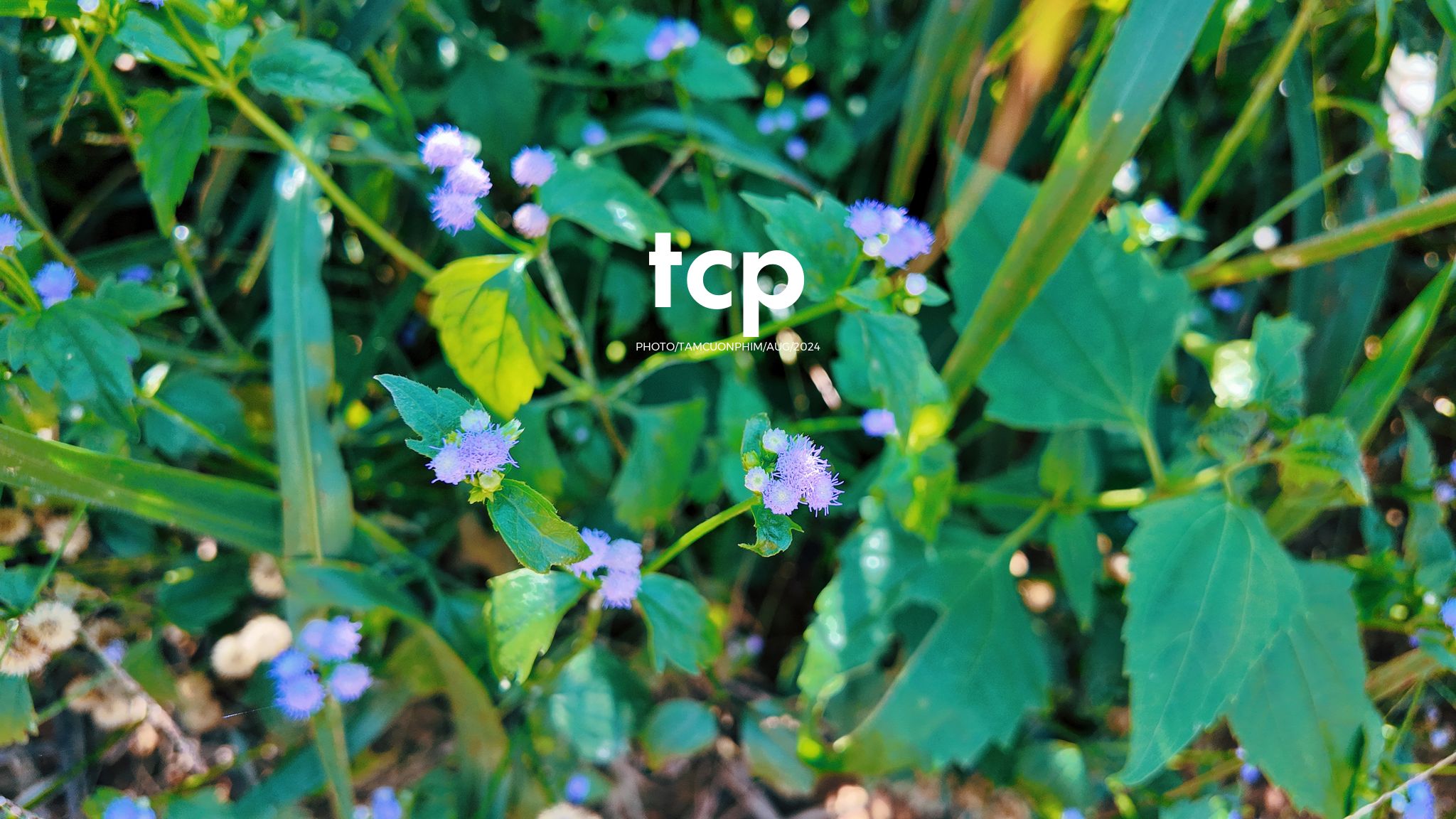 Tám Cuộn Phim - Nhịp Điệu Xanh Trên Vùng Cao Nguyên