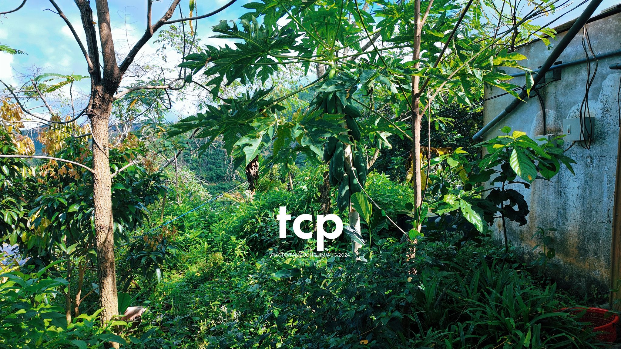 Tám Cuộn Phim - Nhịp Điệu Xanh Trên Vùng Cao Nguyên