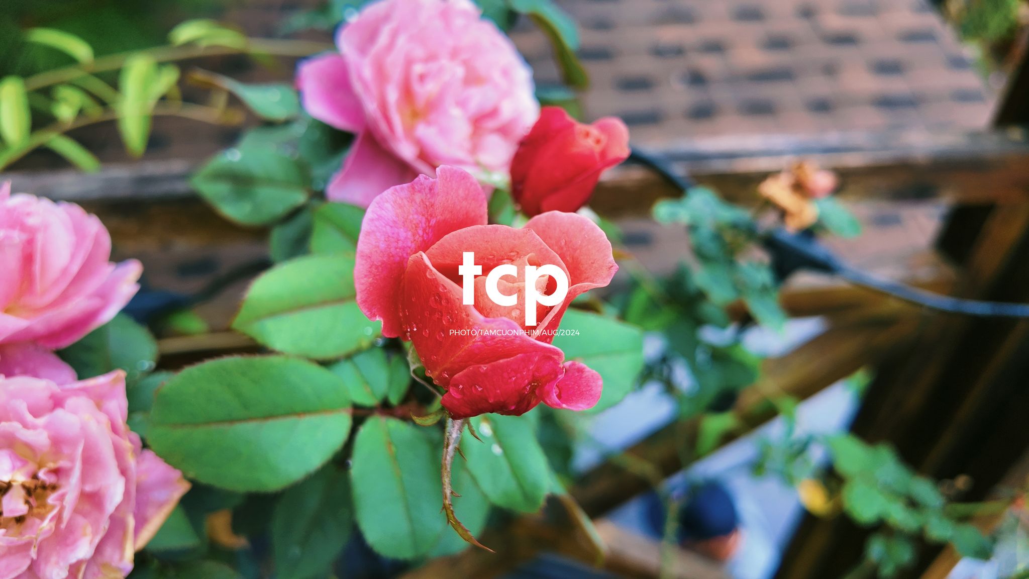 Tám Cuộn Phim - Một thoáng cao nguyên xanh mát