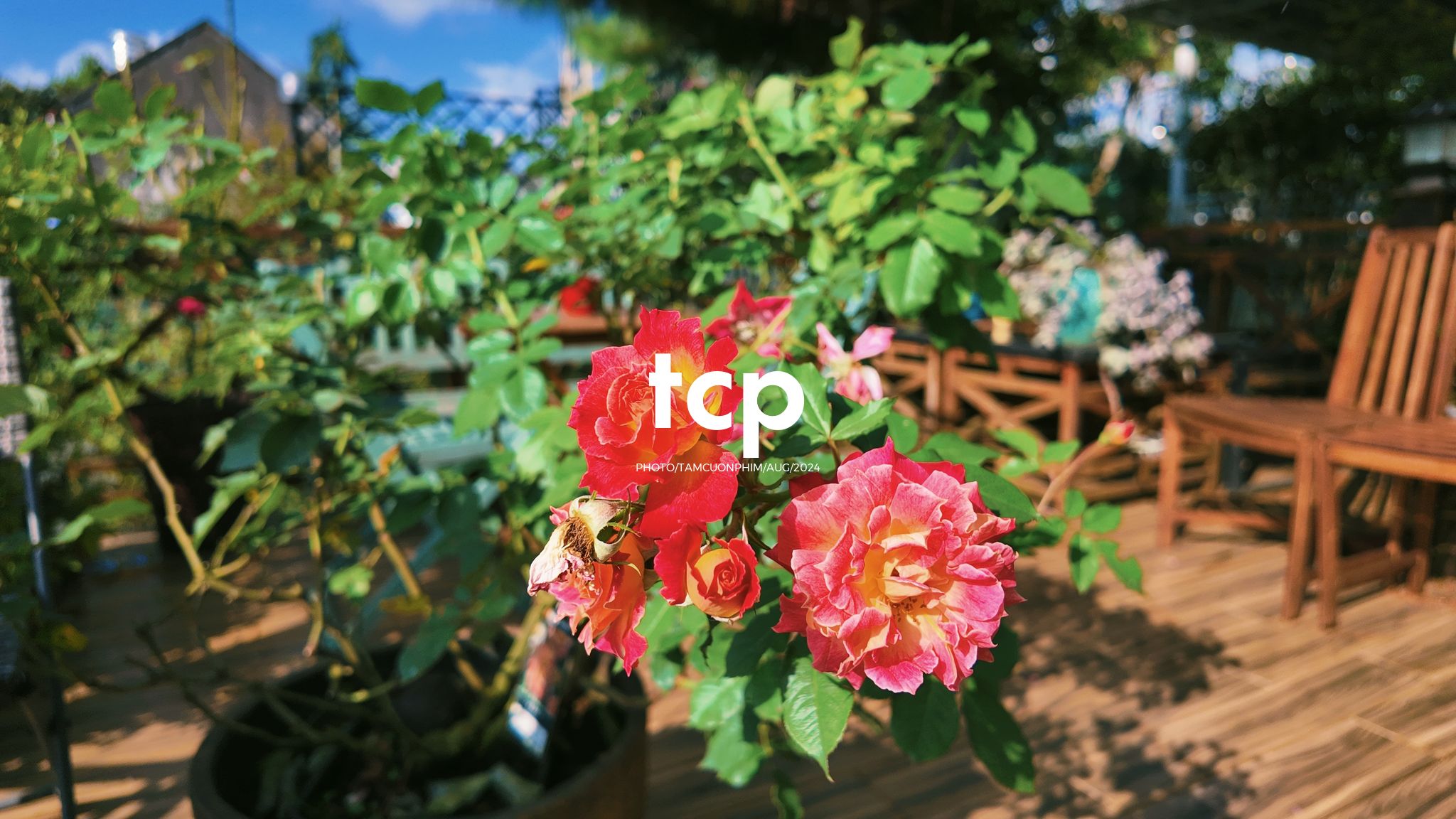 Tám Cuộn Phim - Một thoáng cao nguyên xanh mát