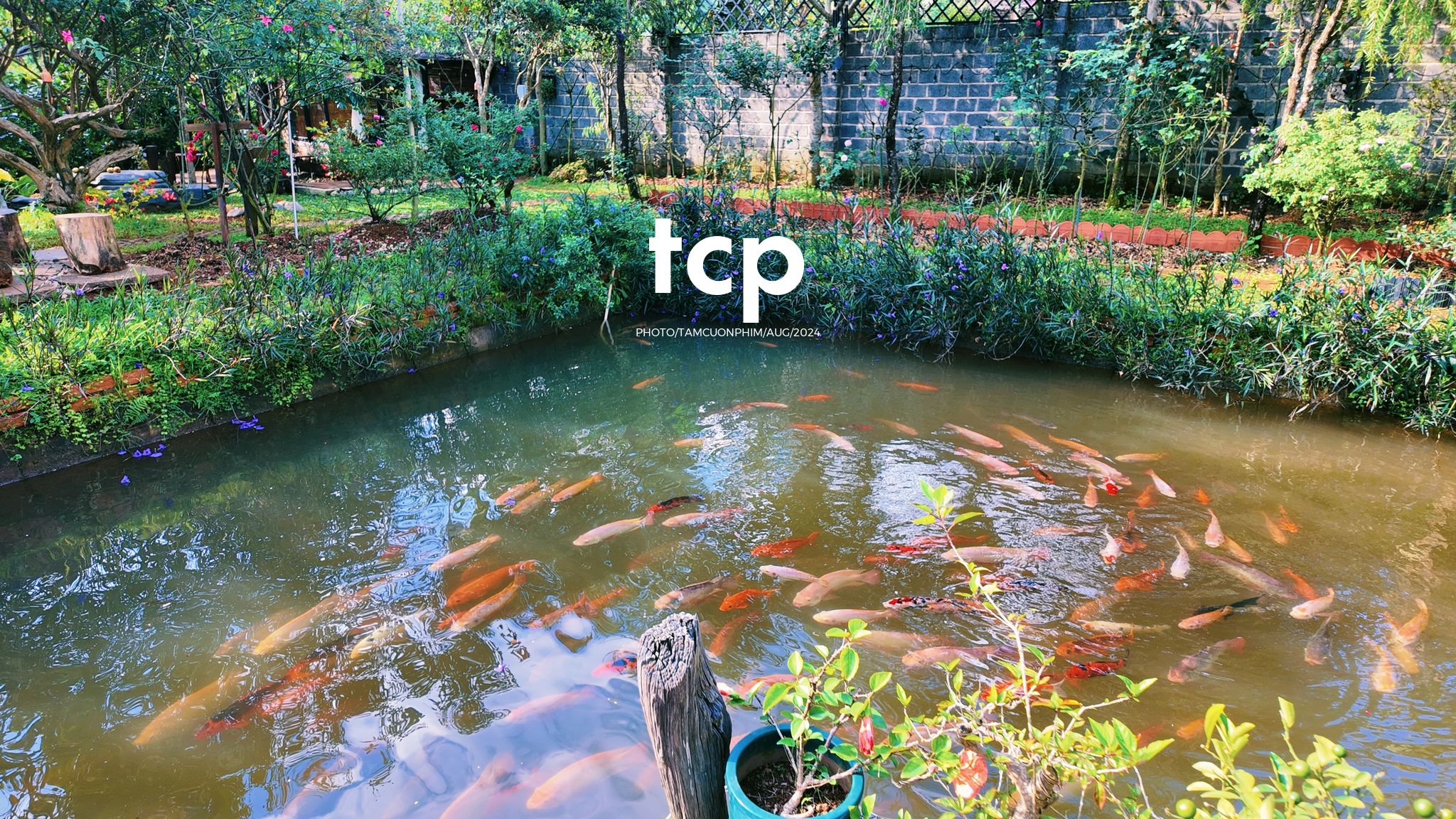 Tám Cuộn Phim - Một thoáng cao nguyên xanh mát