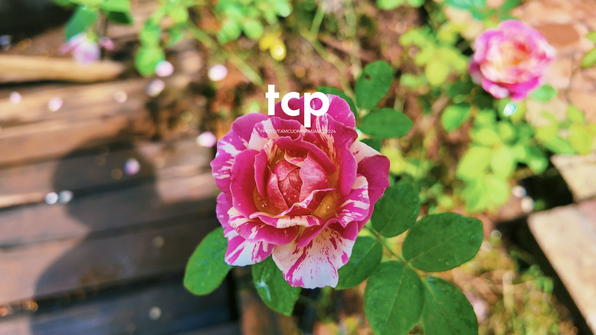 Tám Cuộn Phim - Một thoáng cao nguyên xanh mát