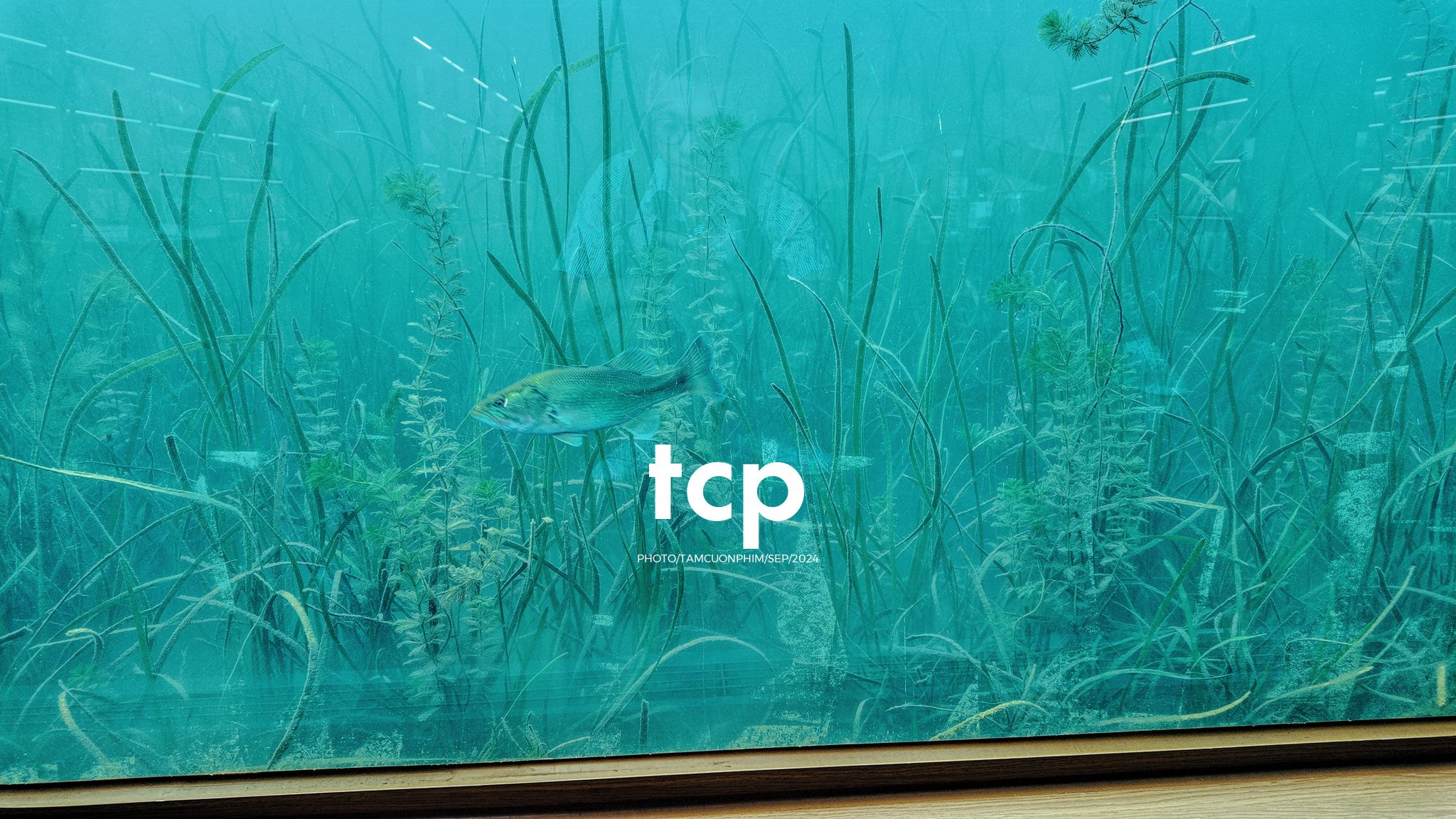 Tám Cuộn Phim - Những nhịp sống nhẹ nhàng nơi xứ sở gấu trúc