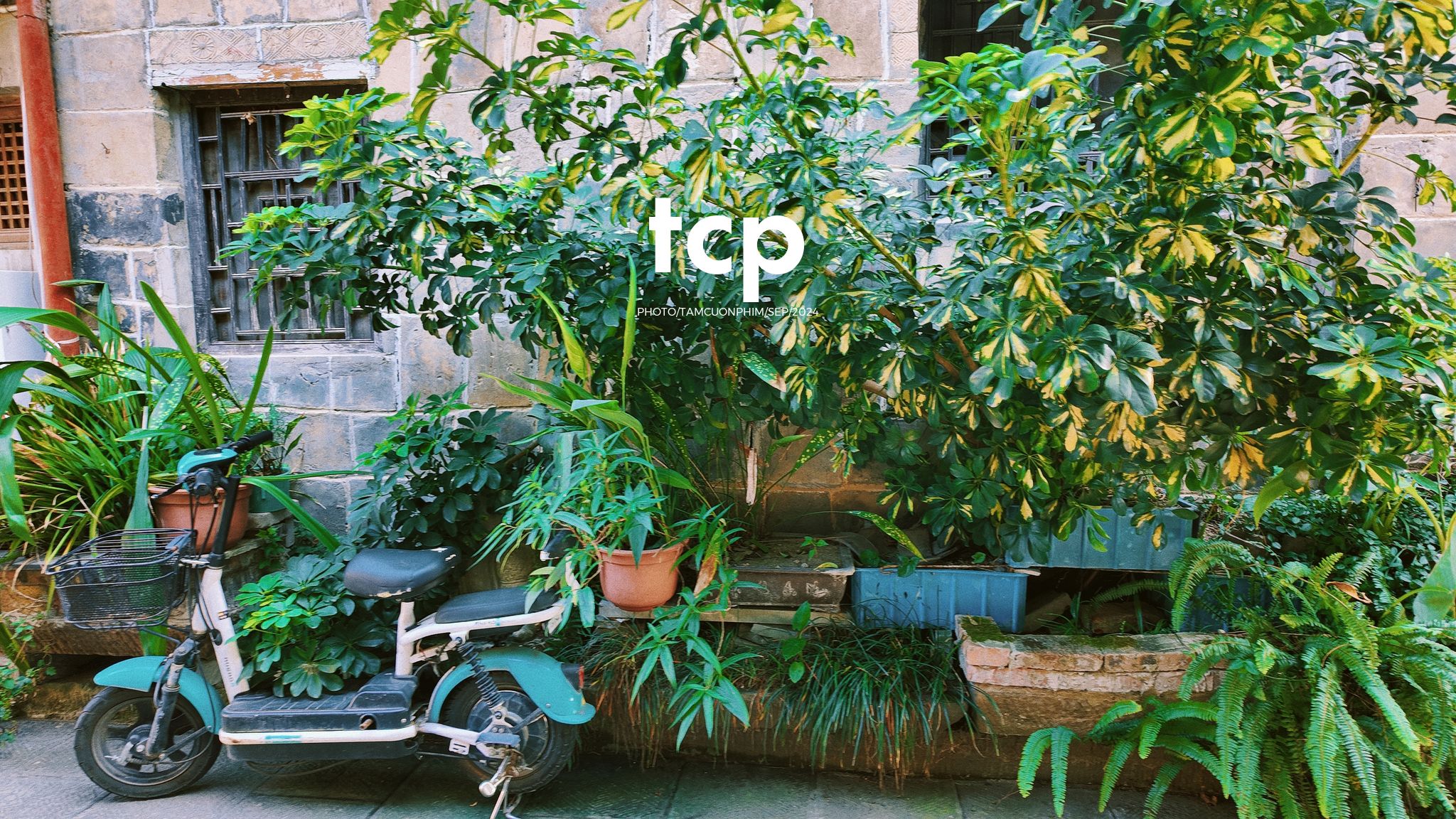 Tám Cuộn Phim - Nắng vàng trên mái ngói rêu phong