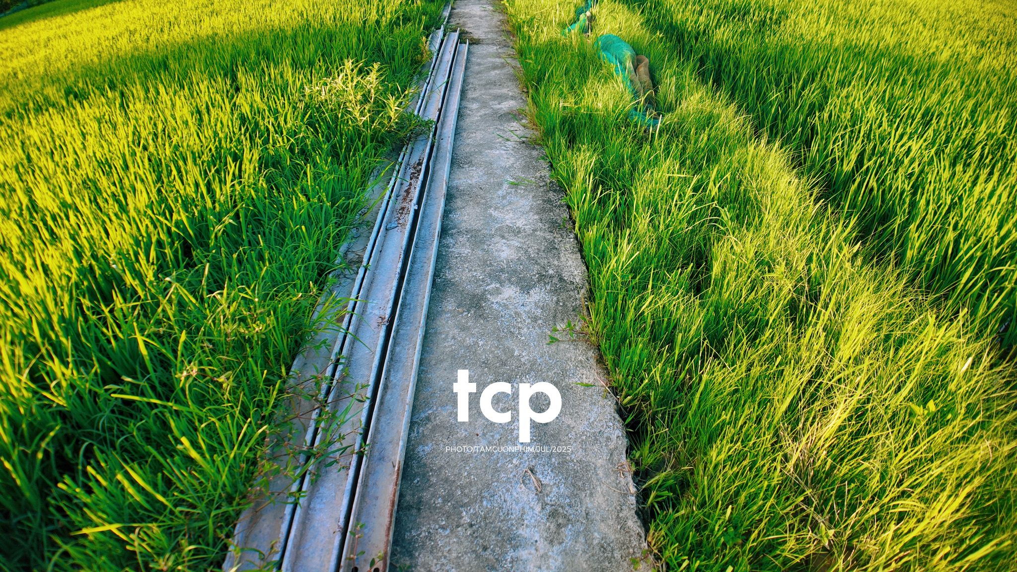 Tám Cuộn Phim - HÀNH TRÌNH CỦA ÁNH SÁNG VÀ NHỊP ĐIỆU CỘNG HƯỞNG