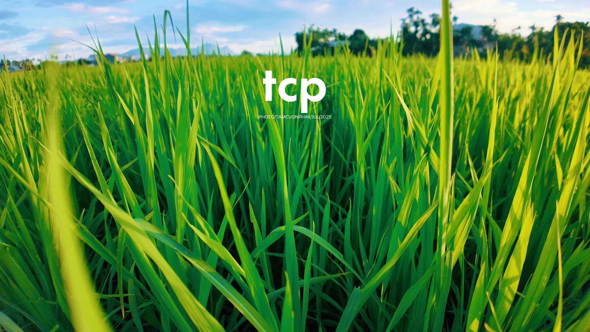 Tám Cuộn Phim - HÀNH TRÌNH CỦA ÁNH SÁNG VÀ NHỊP ĐIỆU CỘNG HƯỞNG