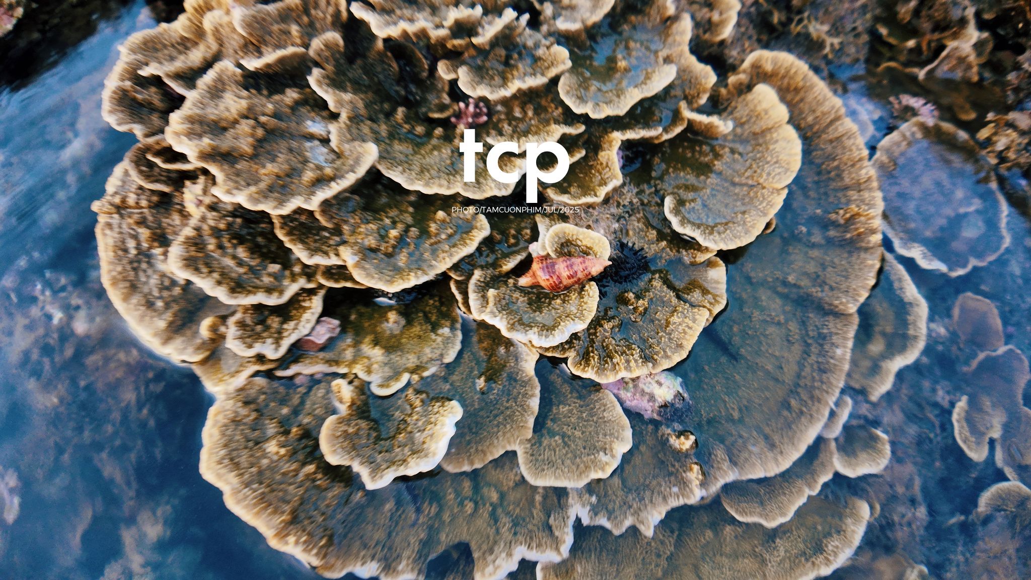 Tám Cuộn Phim - Đi trốn ở thiên đường san hô có gì vui?