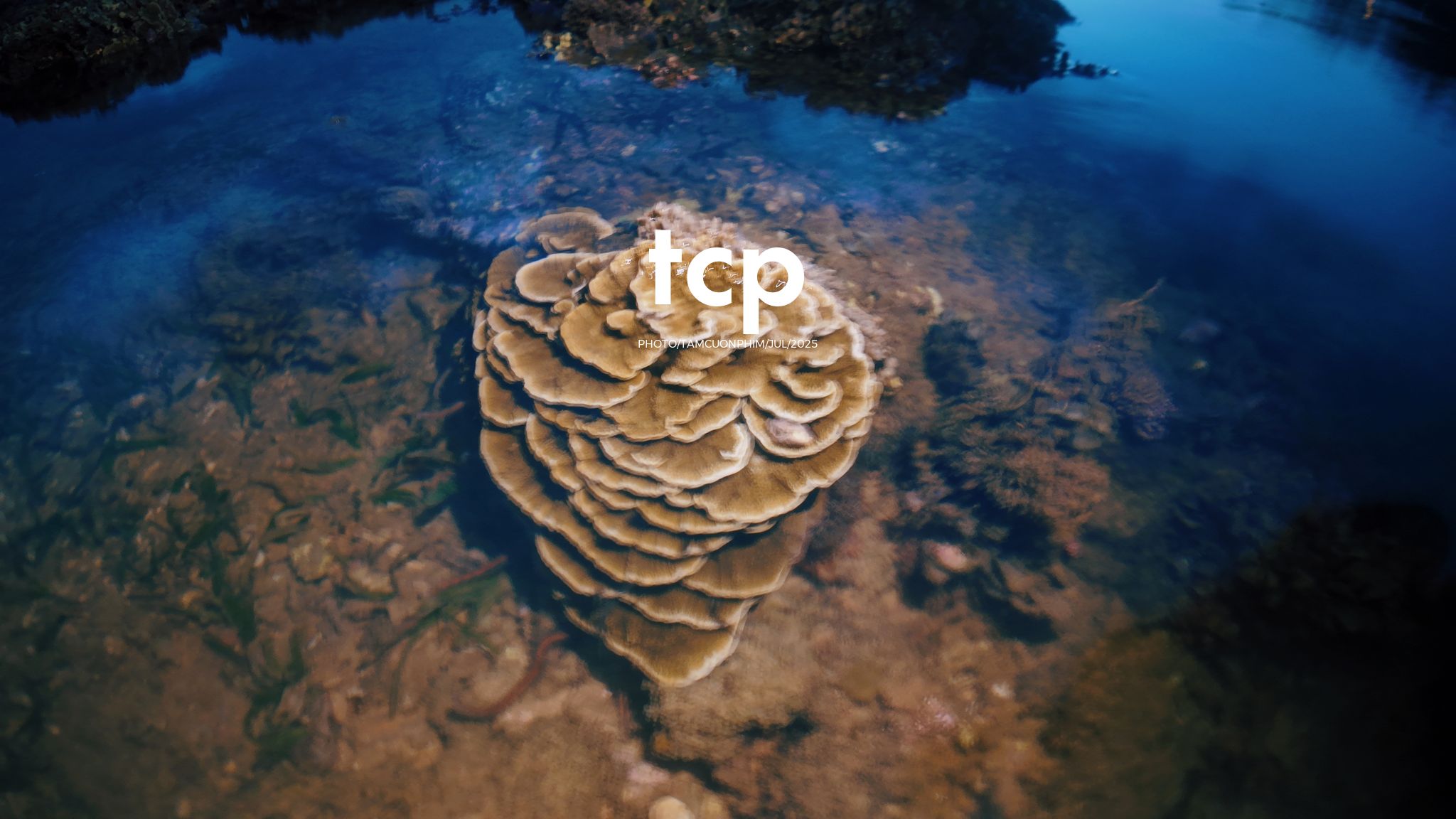 Tám Cuộn Phim - Đi trốn ở thiên đường san hô có gì vui?