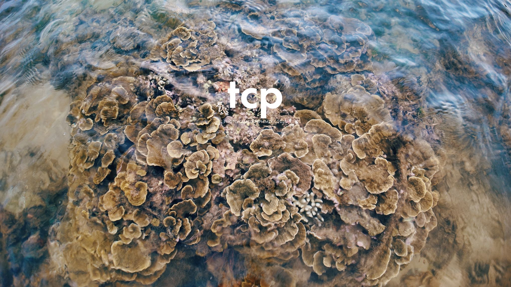 Tám Cuộn Phim - Đi trốn ở thiên đường san hô có gì vui?