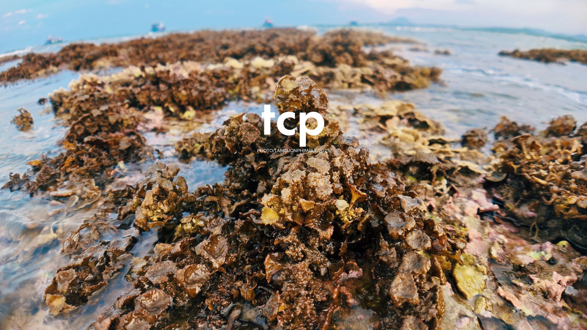 Tám Cuộn Phim - Đi trốn ở thiên đường san hô có gì vui?