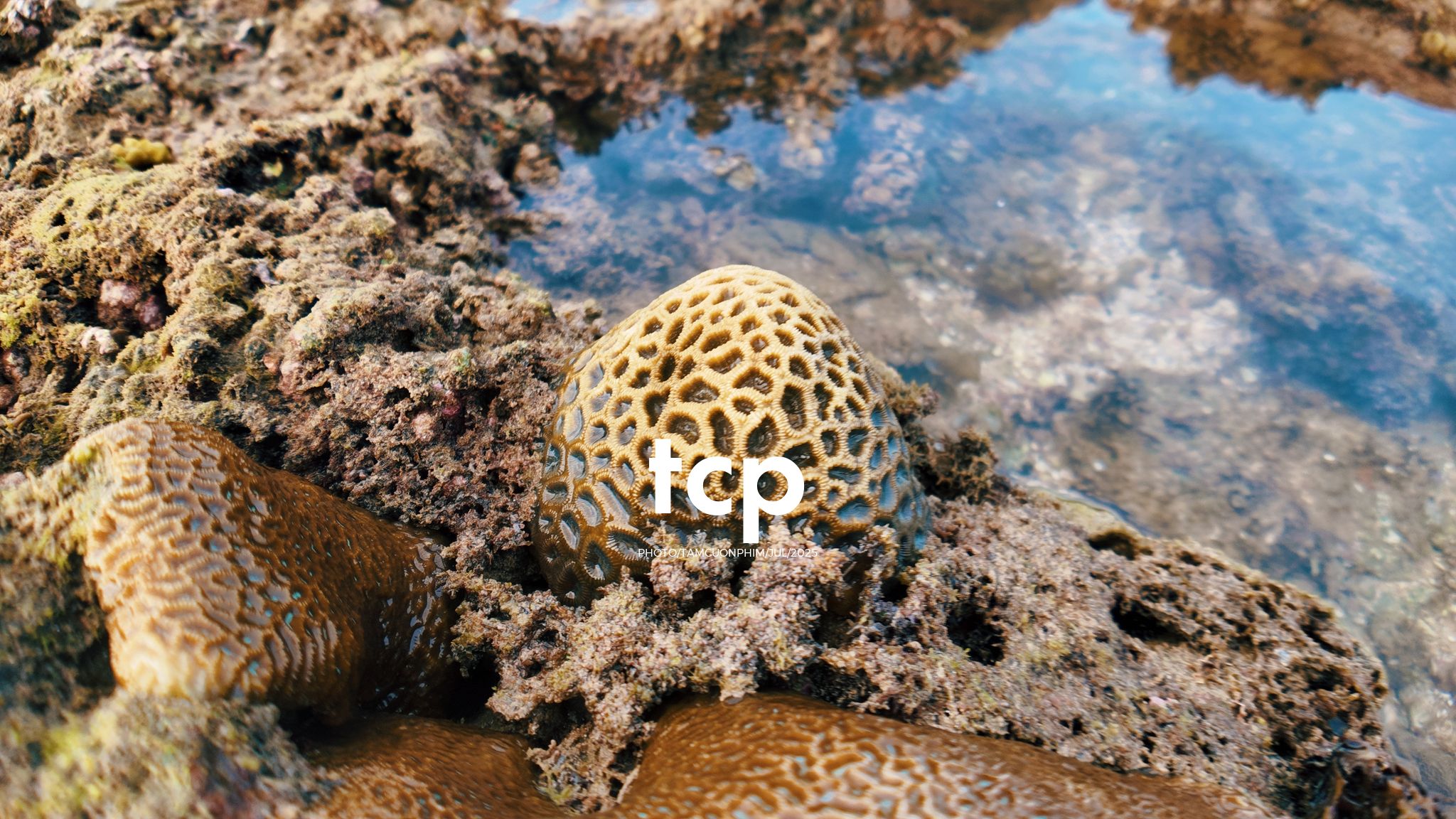 Tám Cuộn Phim - Đi trốn ở thiên đường san hô có gì vui?