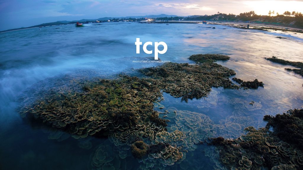 Tám Cuộn Phim - Đi trốn ở thiên đường san hô có gì vui?