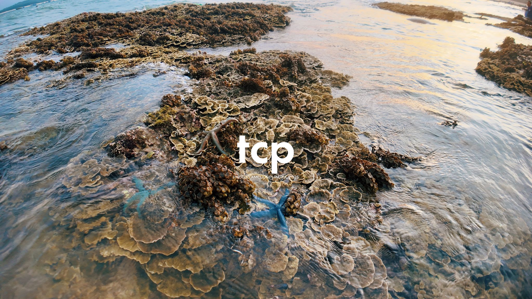 Tám Cuộn Phim - Đi trốn ở thiên đường san hô có gì vui?