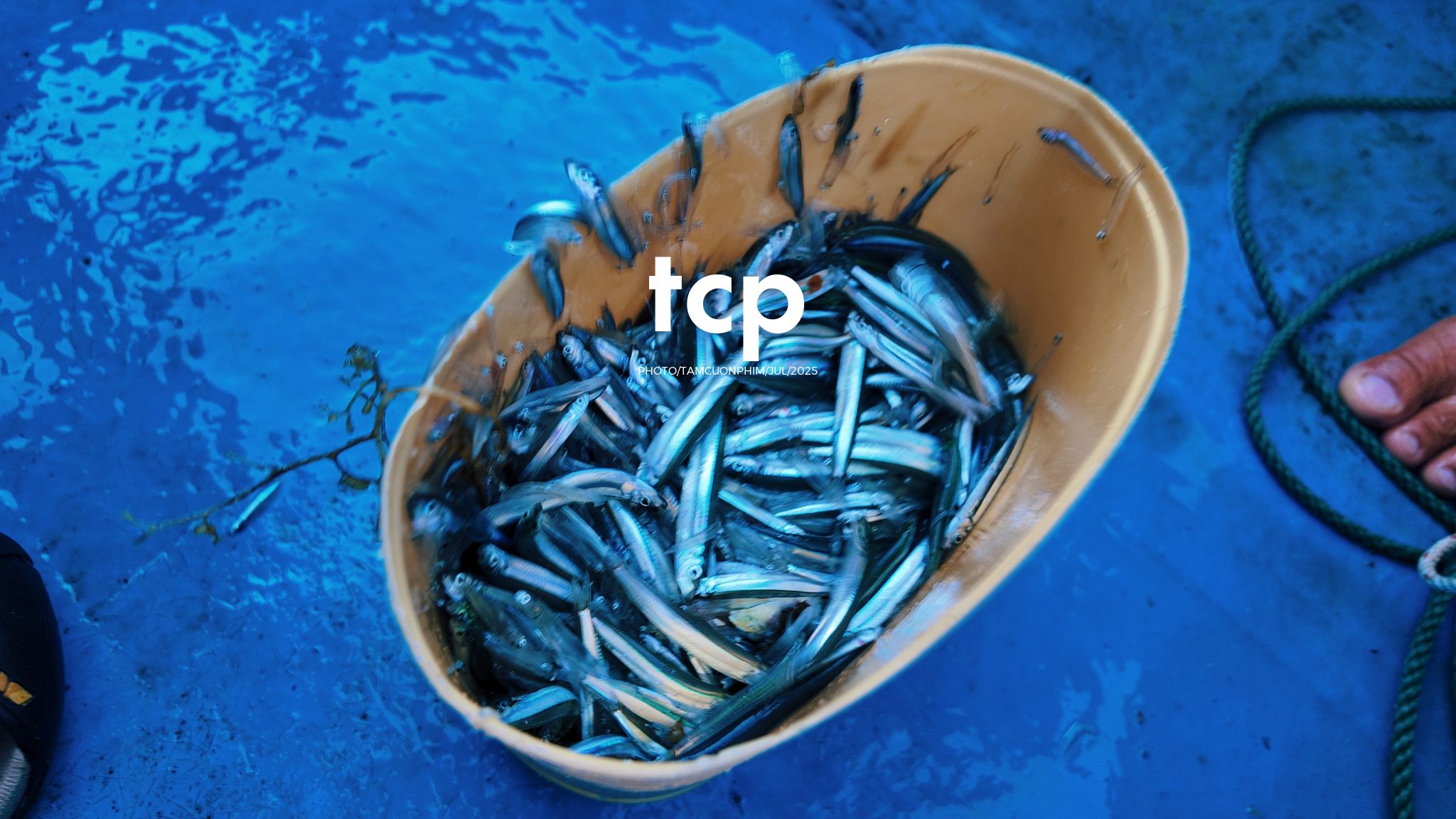 Tám Cuộn Phim - Đi trốn ở thiên đường san hô có gì vui?