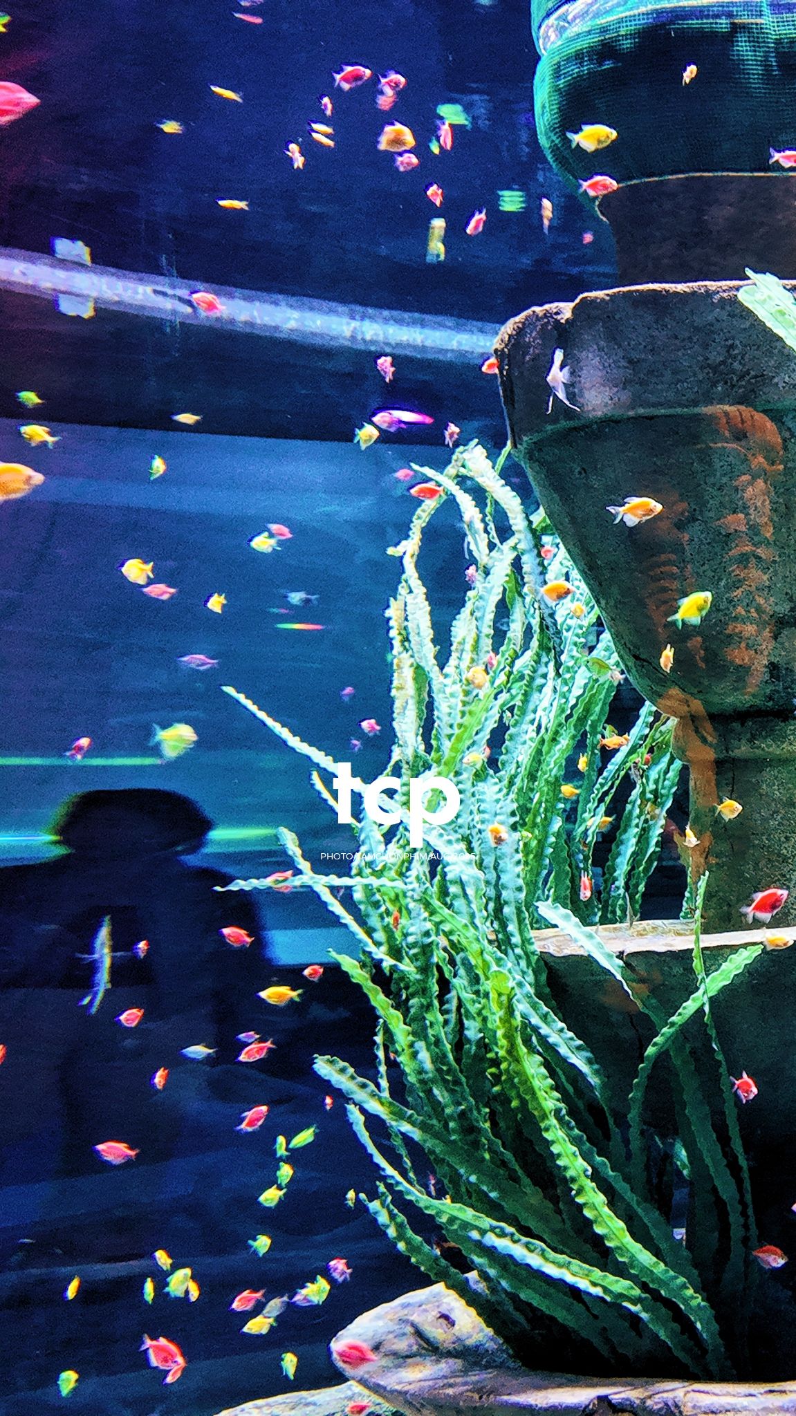 Tám Cuộn Phim - Chuyến đi "hết nước chấm" tại thiên đường biển xanh