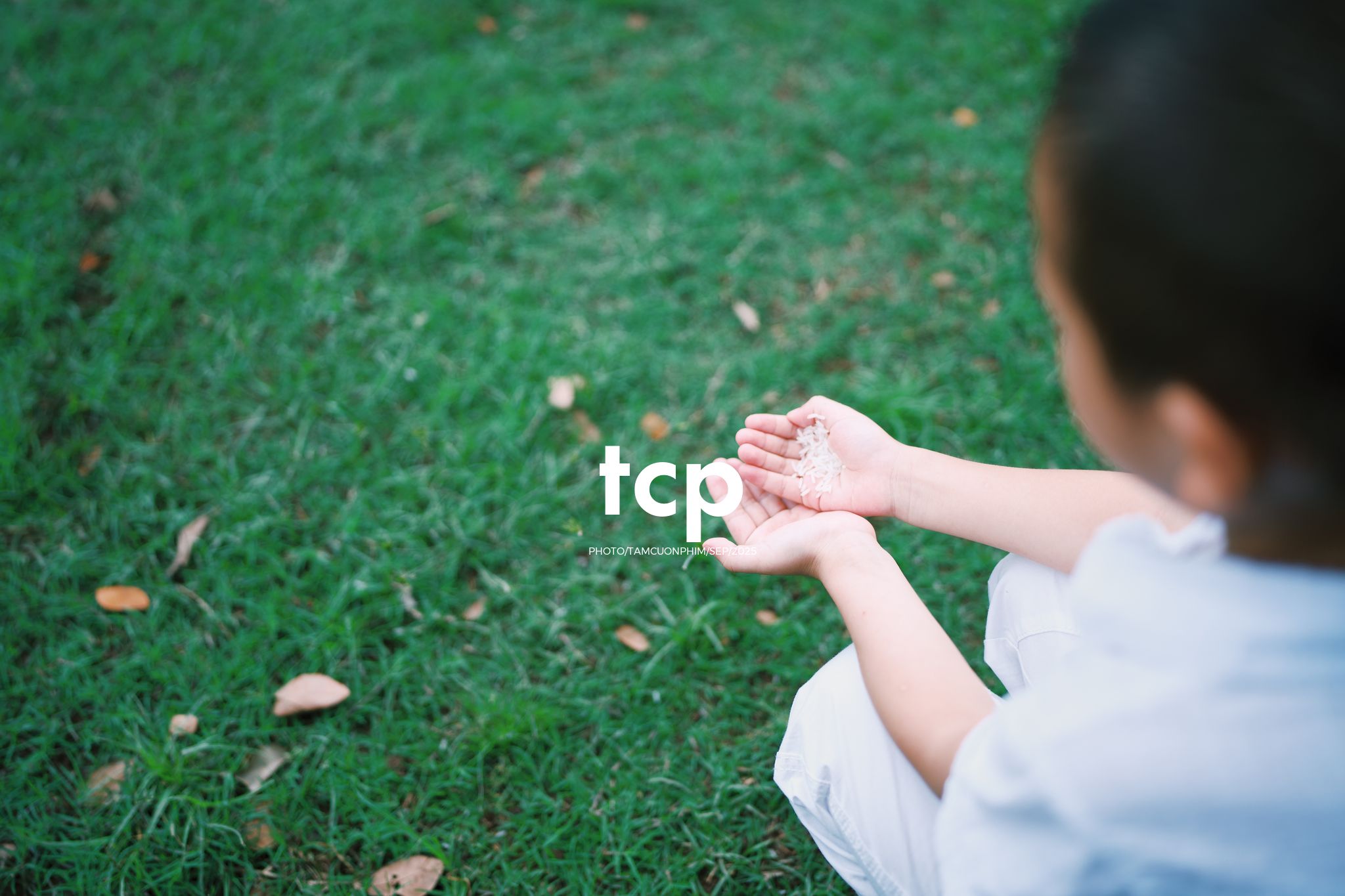 Tám Cuộn Phim - Nhịp điệu xanh và những mảnh ghép đời thường