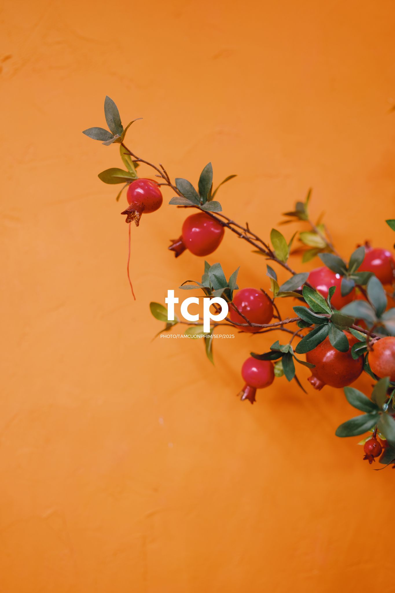 Tám Cuộn Phim - Góc nhỏ bình yên mùa đoàn viên