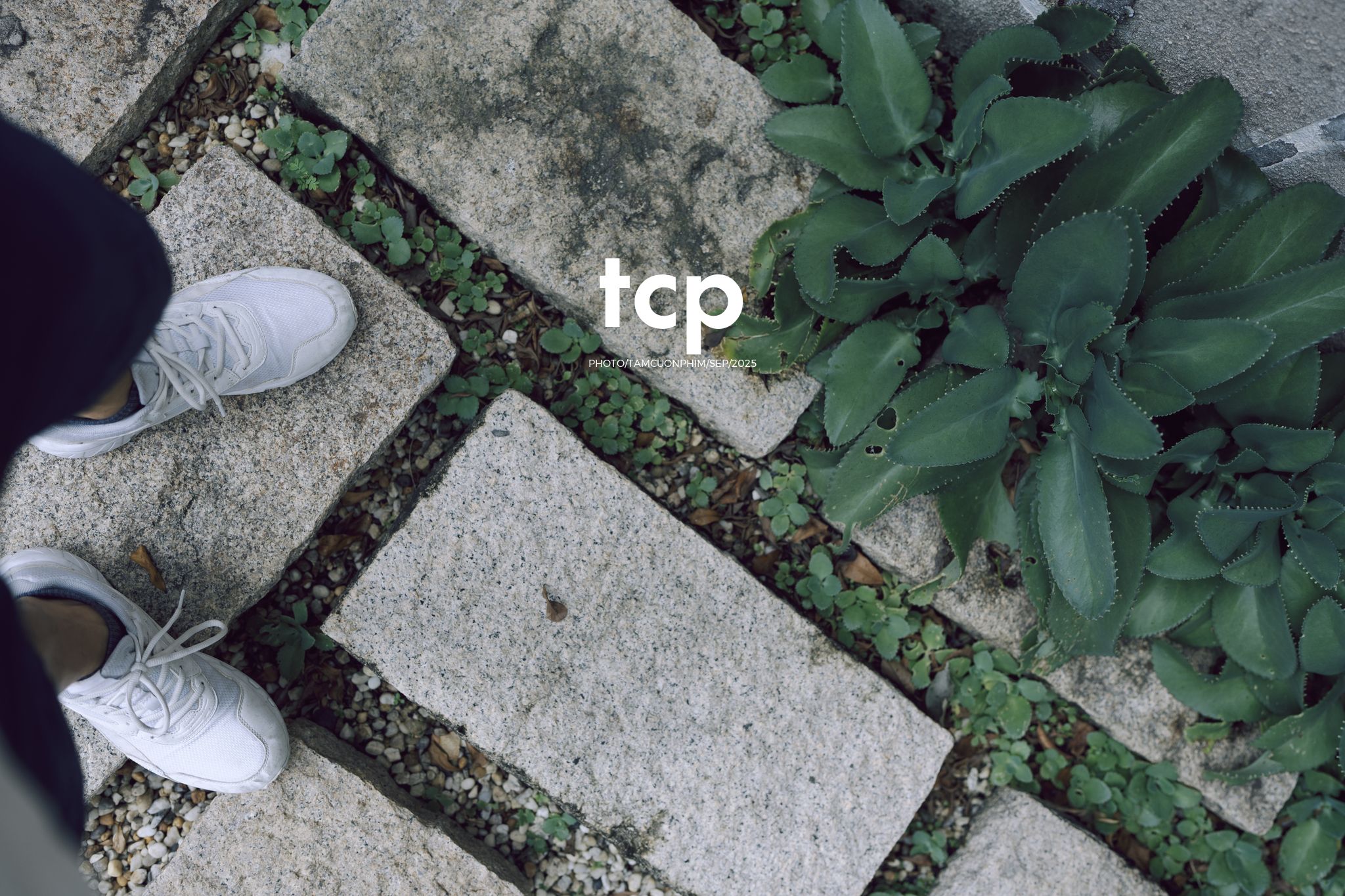 Tám Cuộn Phim - Chất cảm bê tông và những khoảng sáng hữu cơ