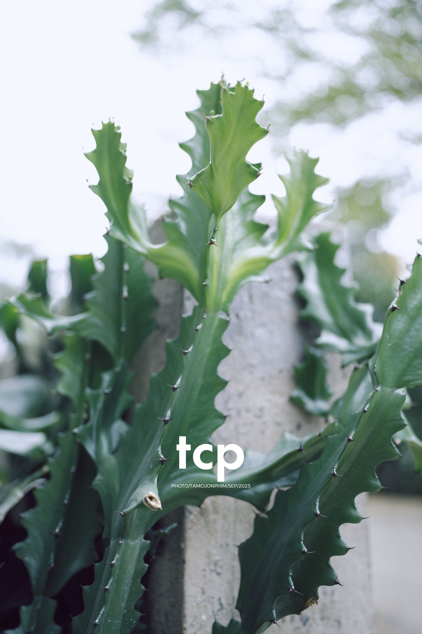 Tám Cuộn Phim - Chất cảm bê tông và những khoảng sáng hữu cơ