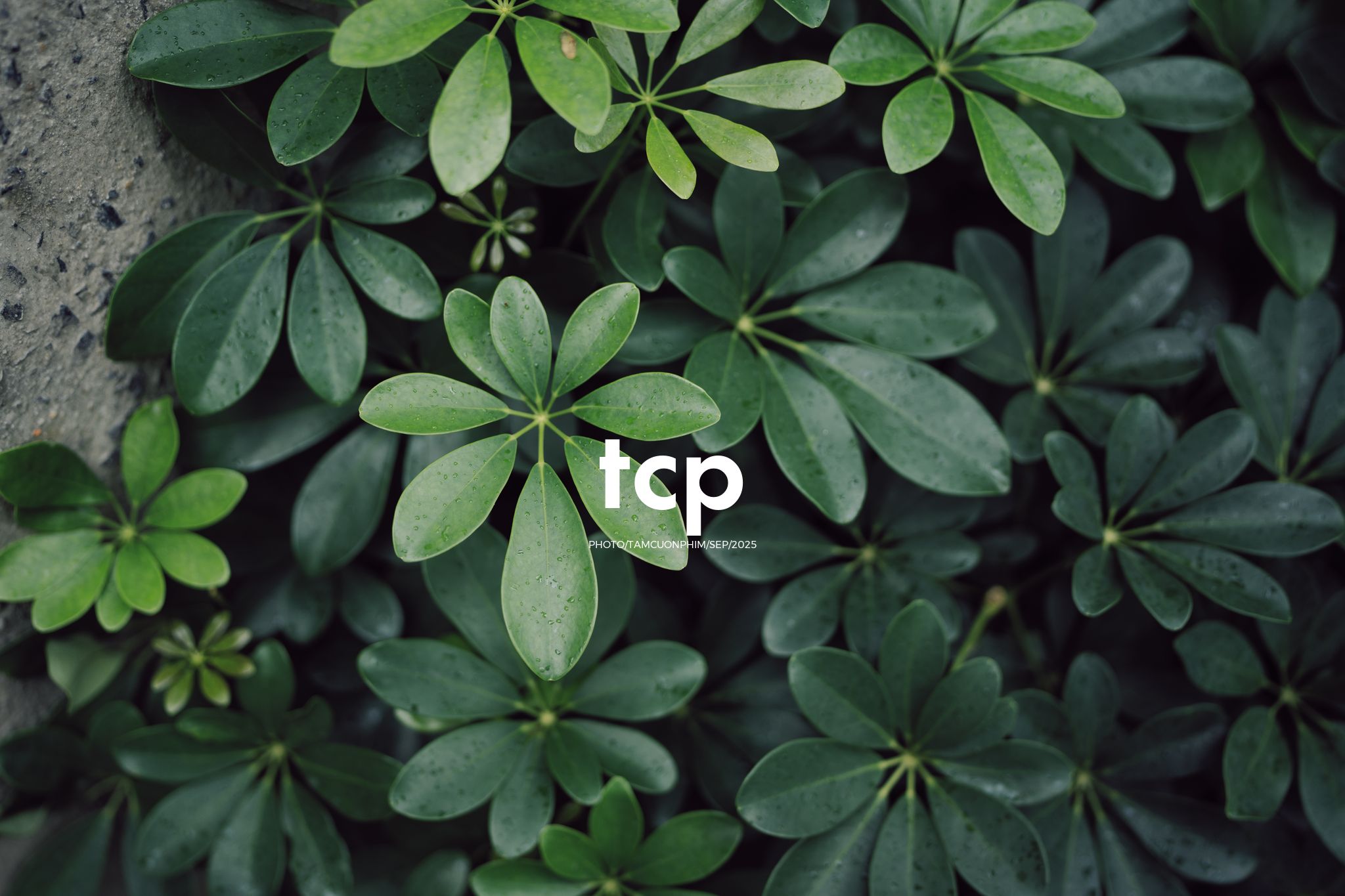 Tám Cuộn Phim - Chất cảm bê tông và những khoảng sáng hữu cơ