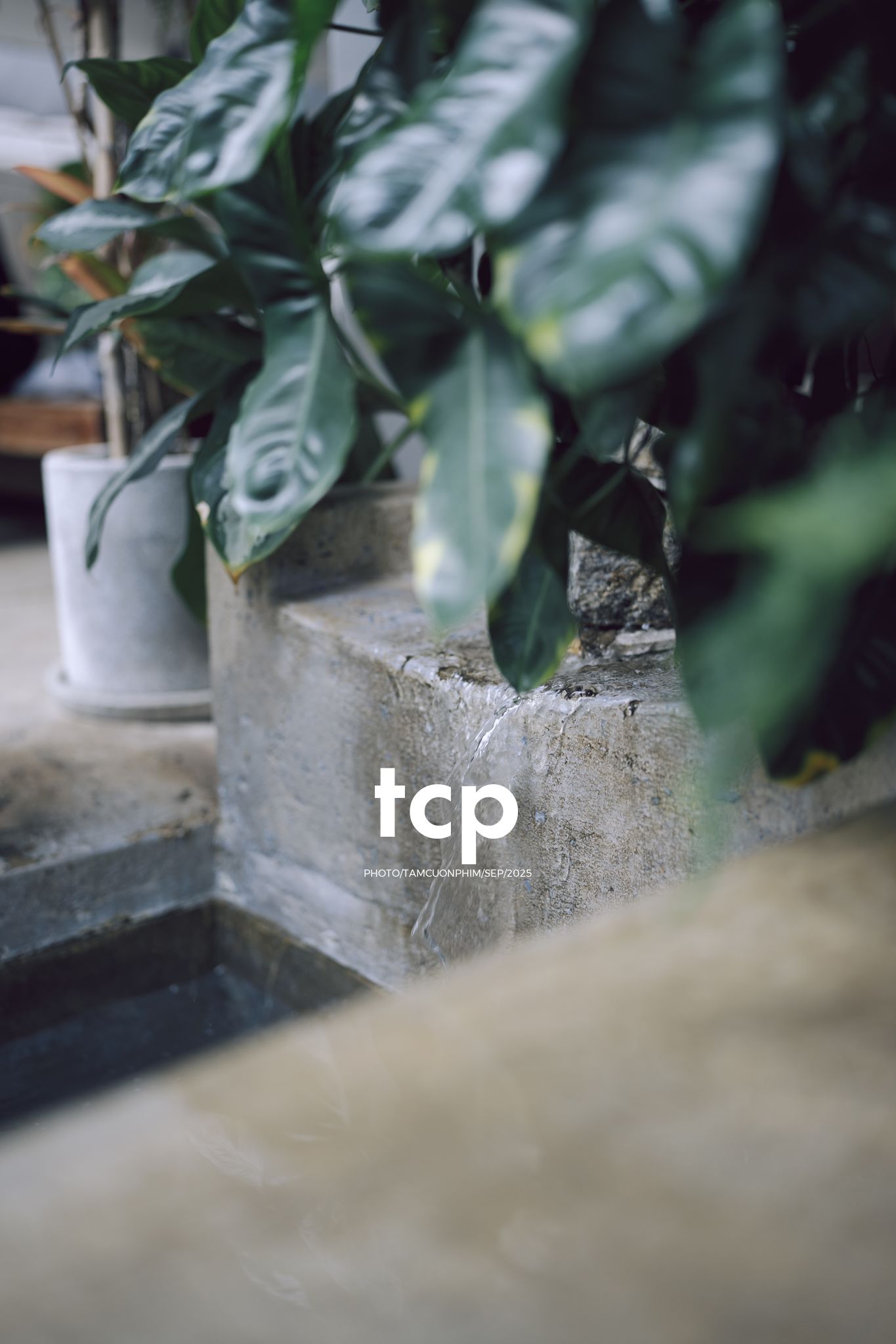 Tám Cuộn Phim - Chất cảm bê tông và những khoảng sáng hữu cơ