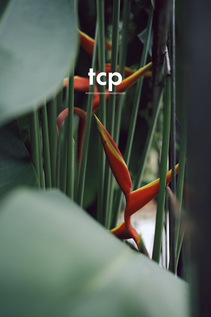 Tám Cuộn Phim - Chất cảm bê tông và những khoảng sáng hữu cơ