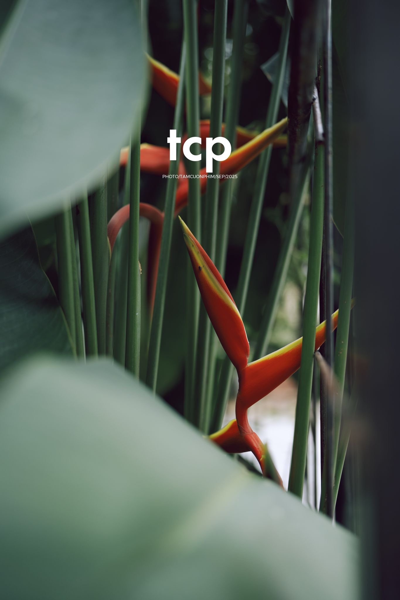 Tám Cuộn Phim - Chất cảm bê tông và những khoảng sáng hữu cơ