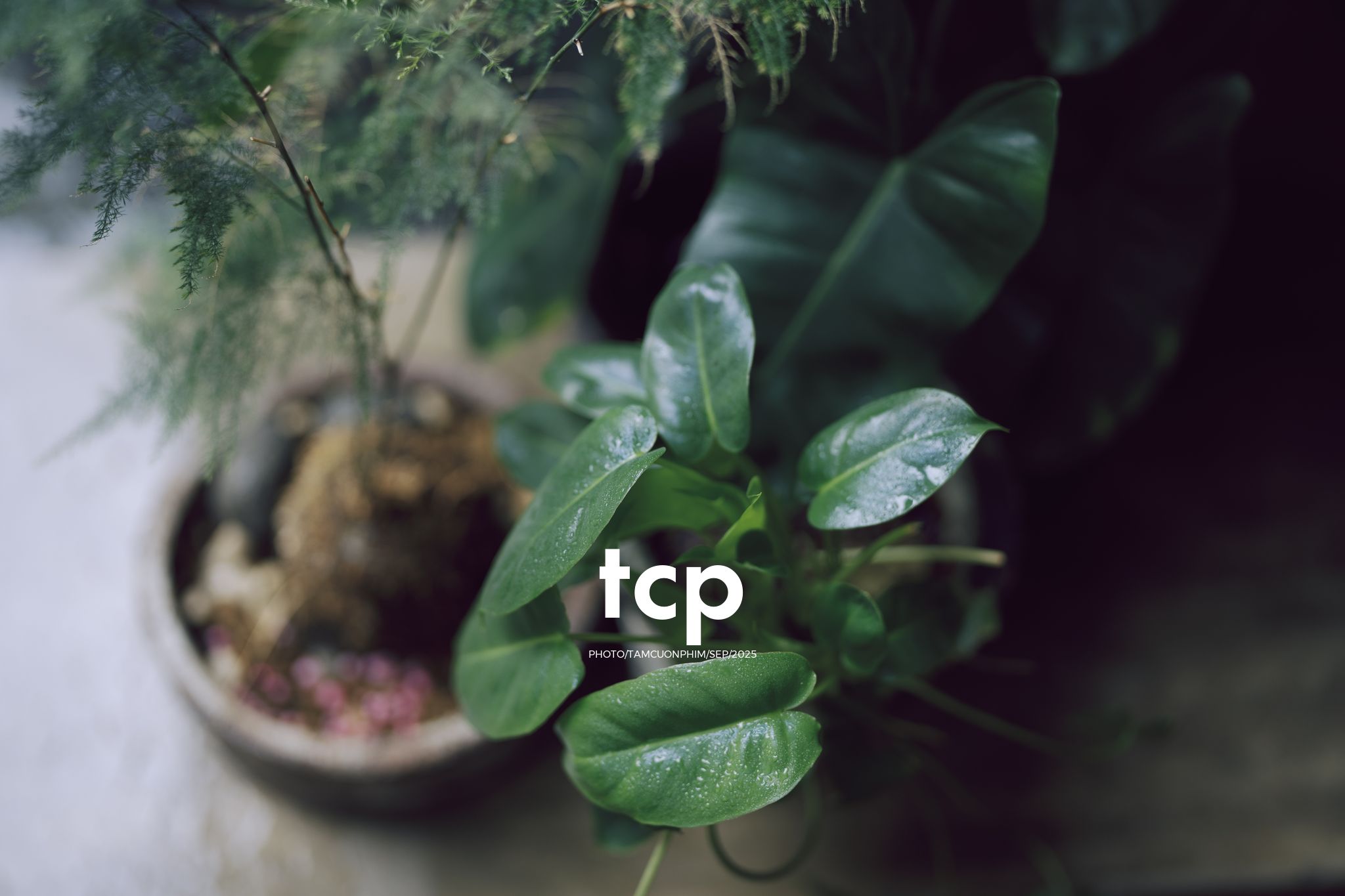 Tám Cuộn Phim - Chất cảm bê tông và những khoảng sáng hữu cơ