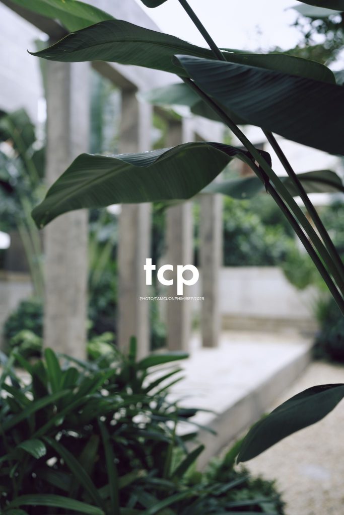 Tám Cuộn Phim - Chất cảm bê tông và những khoảng sáng hữu cơ
