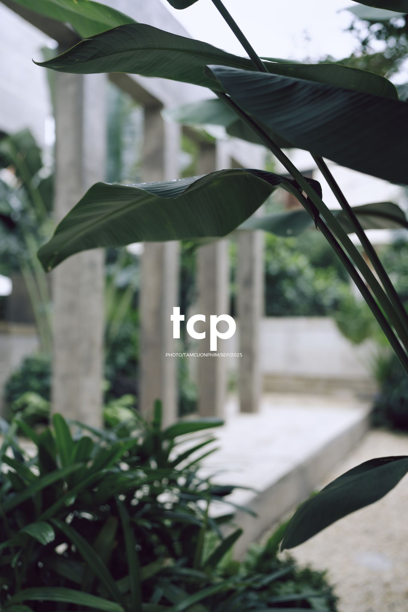 Tám Cuộn Phim - Chất cảm bê tông và những khoảng sáng hữu cơ