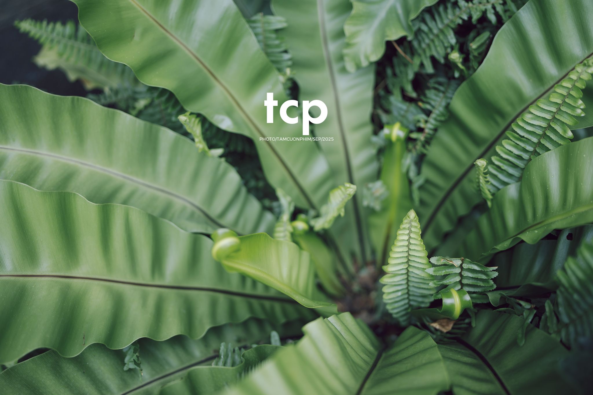 Tám Cuộn Phim - Chất cảm bê tông và những khoảng sáng hữu cơ