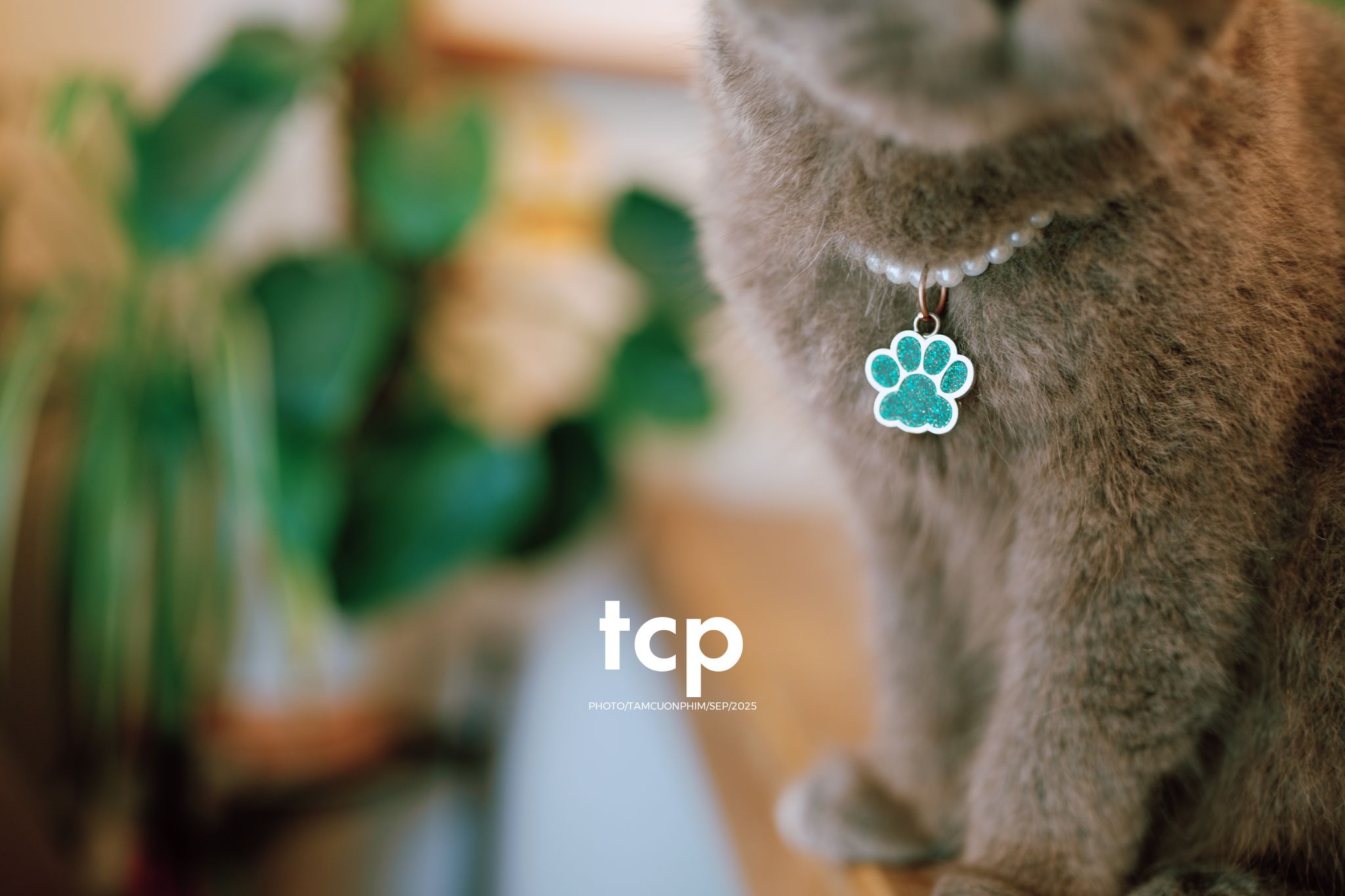 Tám Cuộn Phim - Sự kết nối dịu dàng giữa người và bạn nhỏ bốn chân