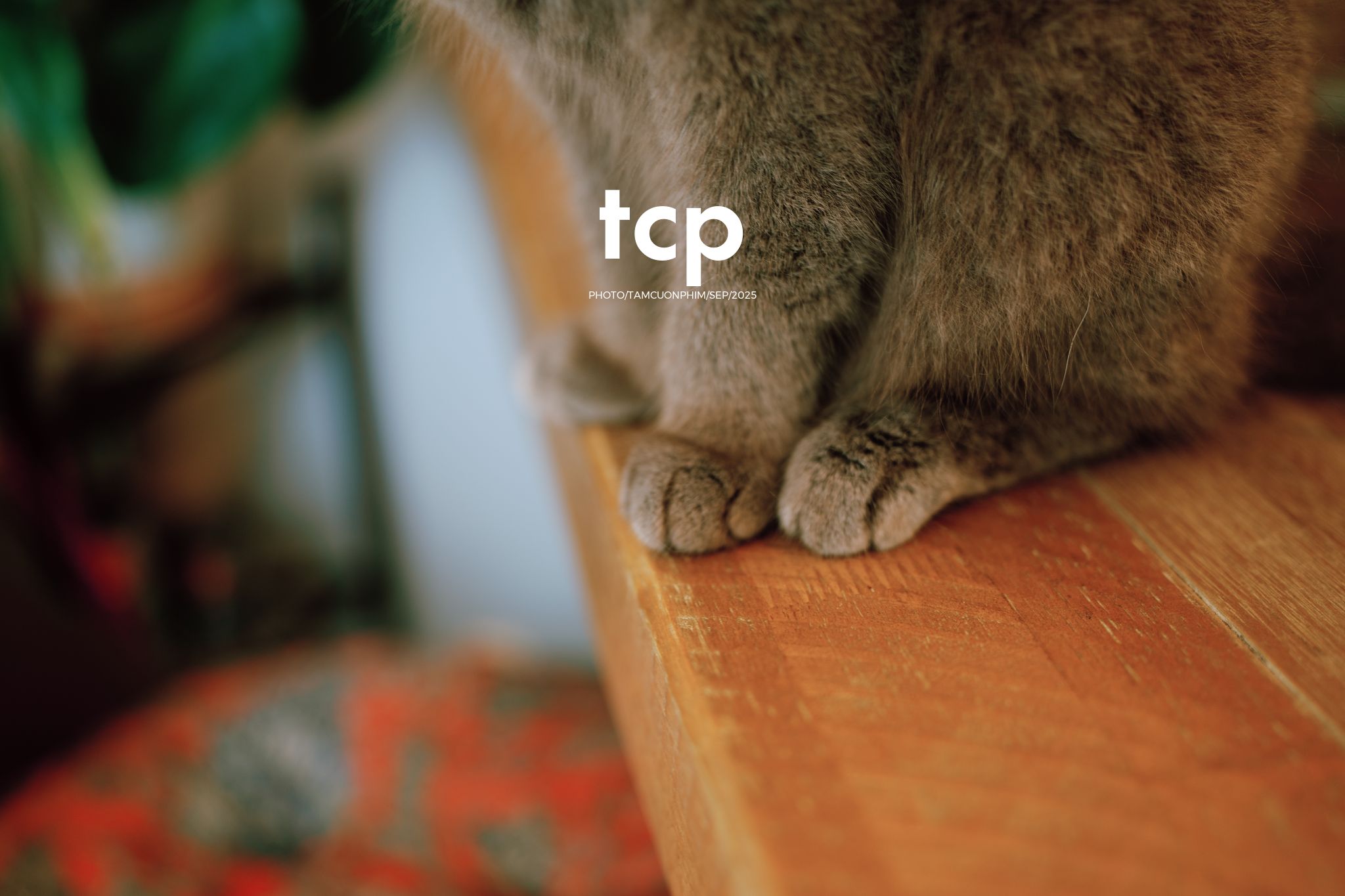 Tám Cuộn Phim - Sự kết nối dịu dàng giữa người và bạn nhỏ bốn chân