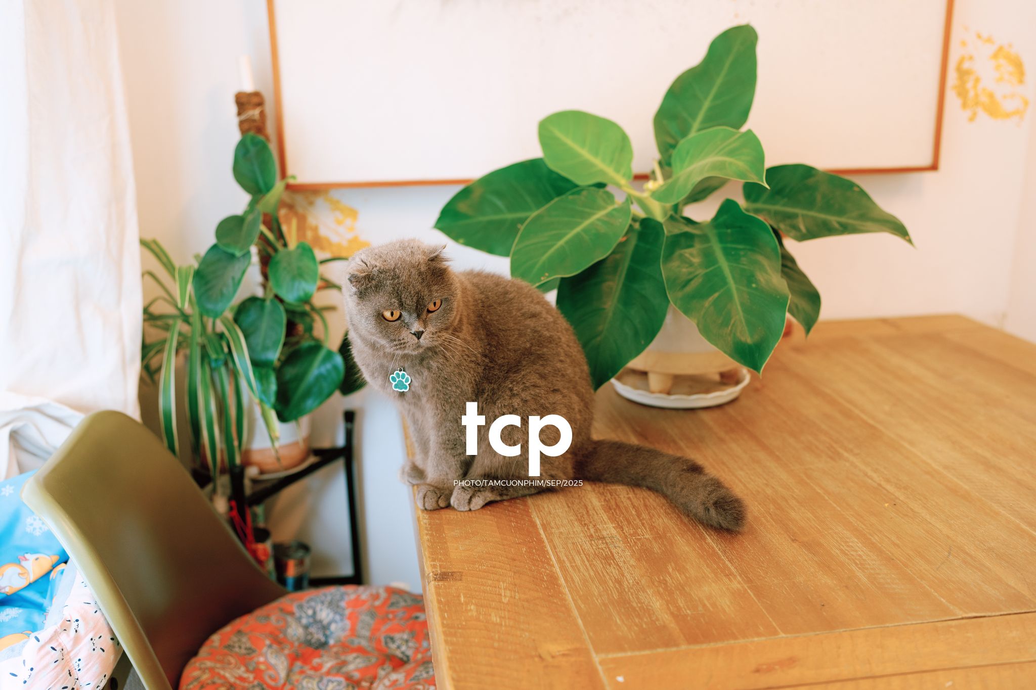 Tám Cuộn Phim - Sự kết nối dịu dàng giữa người và bạn nhỏ bốn chân