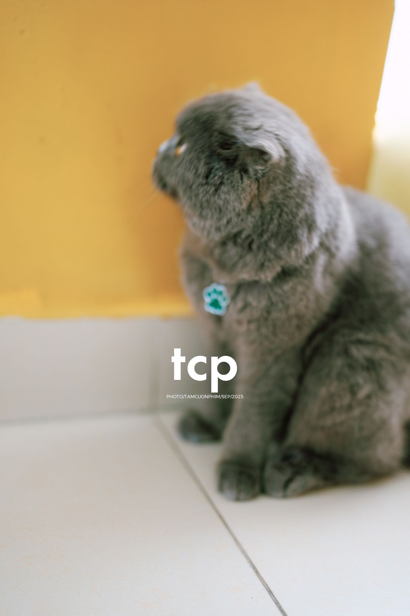 Tám Cuộn Phim - Sự kết nối dịu dàng giữa người và bạn nhỏ bốn chân