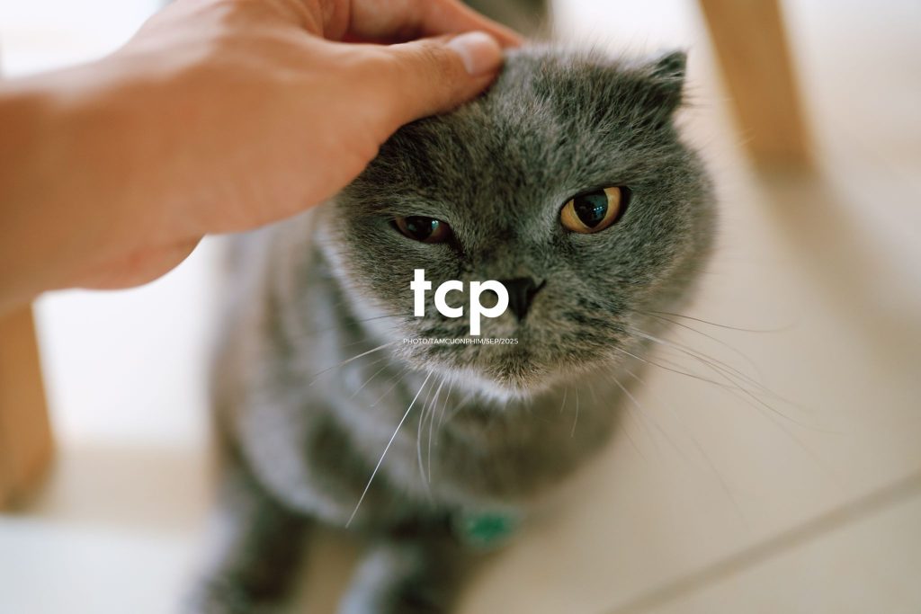 Tám Cuộn Phim - Sự kết nối dịu dàng giữa người và bạn nhỏ bốn chân