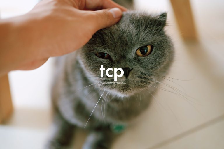 Tám Cuộn Phim - Sự kết nối dịu dàng giữa người và bạn nhỏ bốn chân
