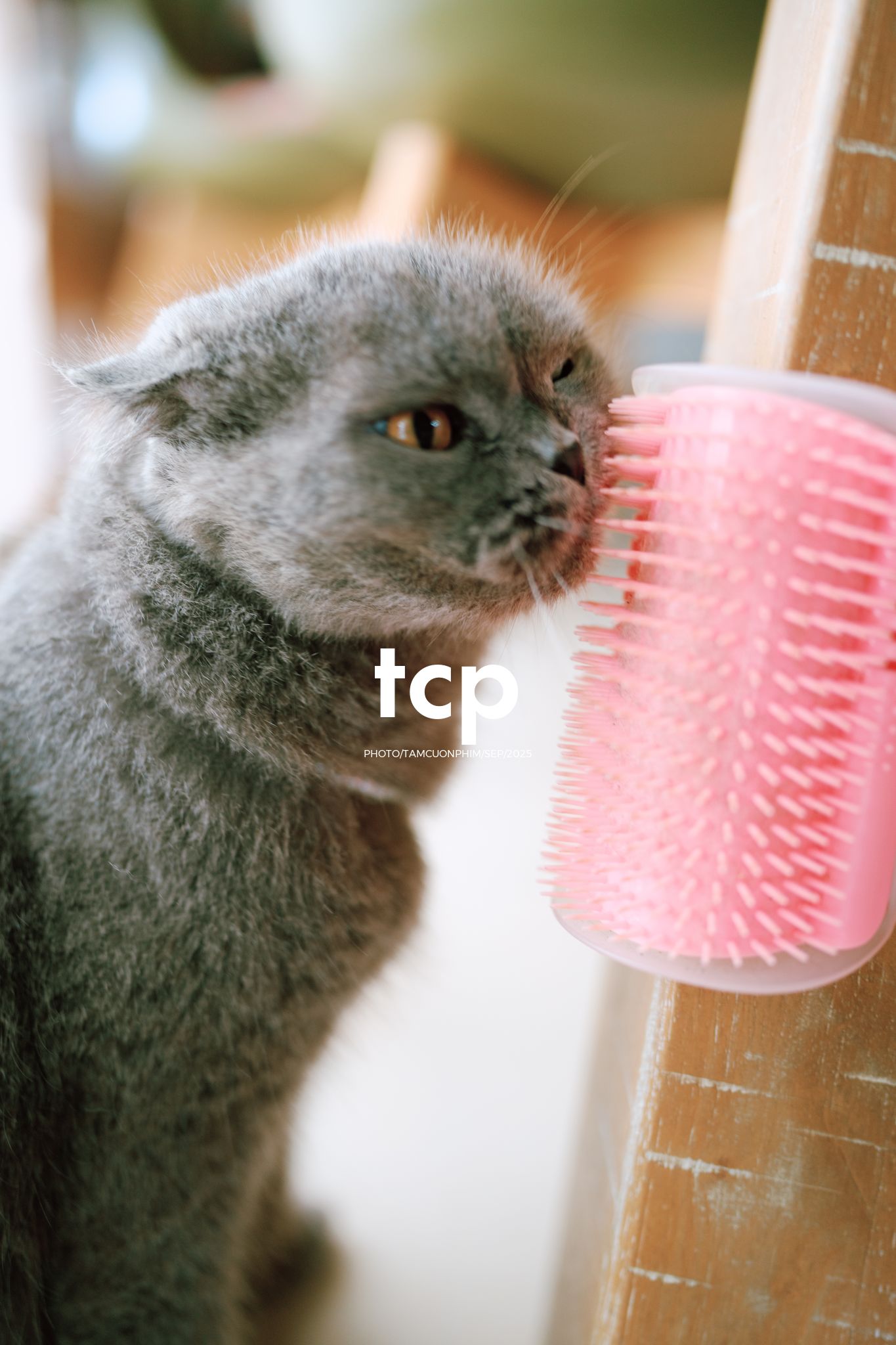 Tám Cuộn Phim - Sự kết nối dịu dàng giữa người và bạn nhỏ bốn chân