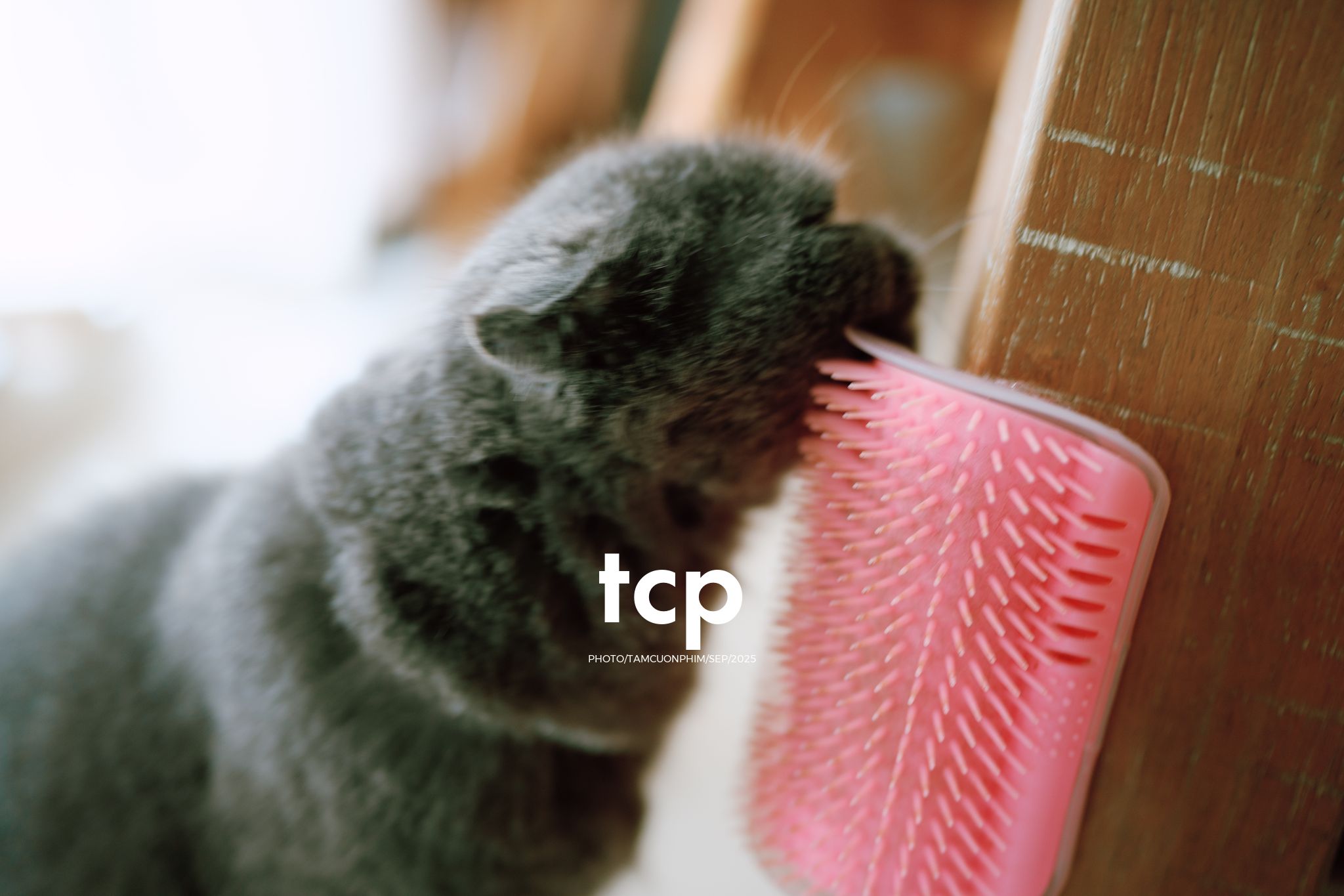 Tám Cuộn Phim - Sự kết nối dịu dàng giữa người và bạn nhỏ bốn chân