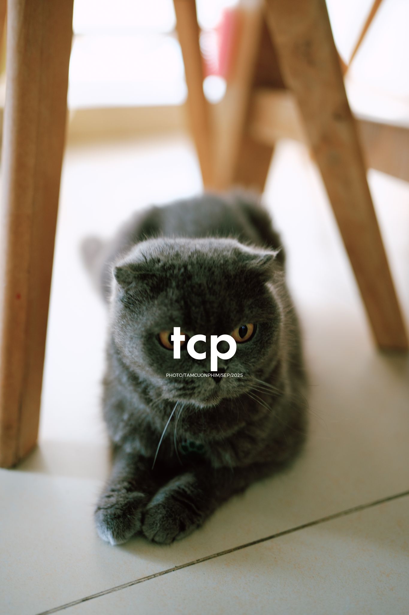 Tám Cuộn Phim - Sự kết nối dịu dàng giữa người và bạn nhỏ bốn chân