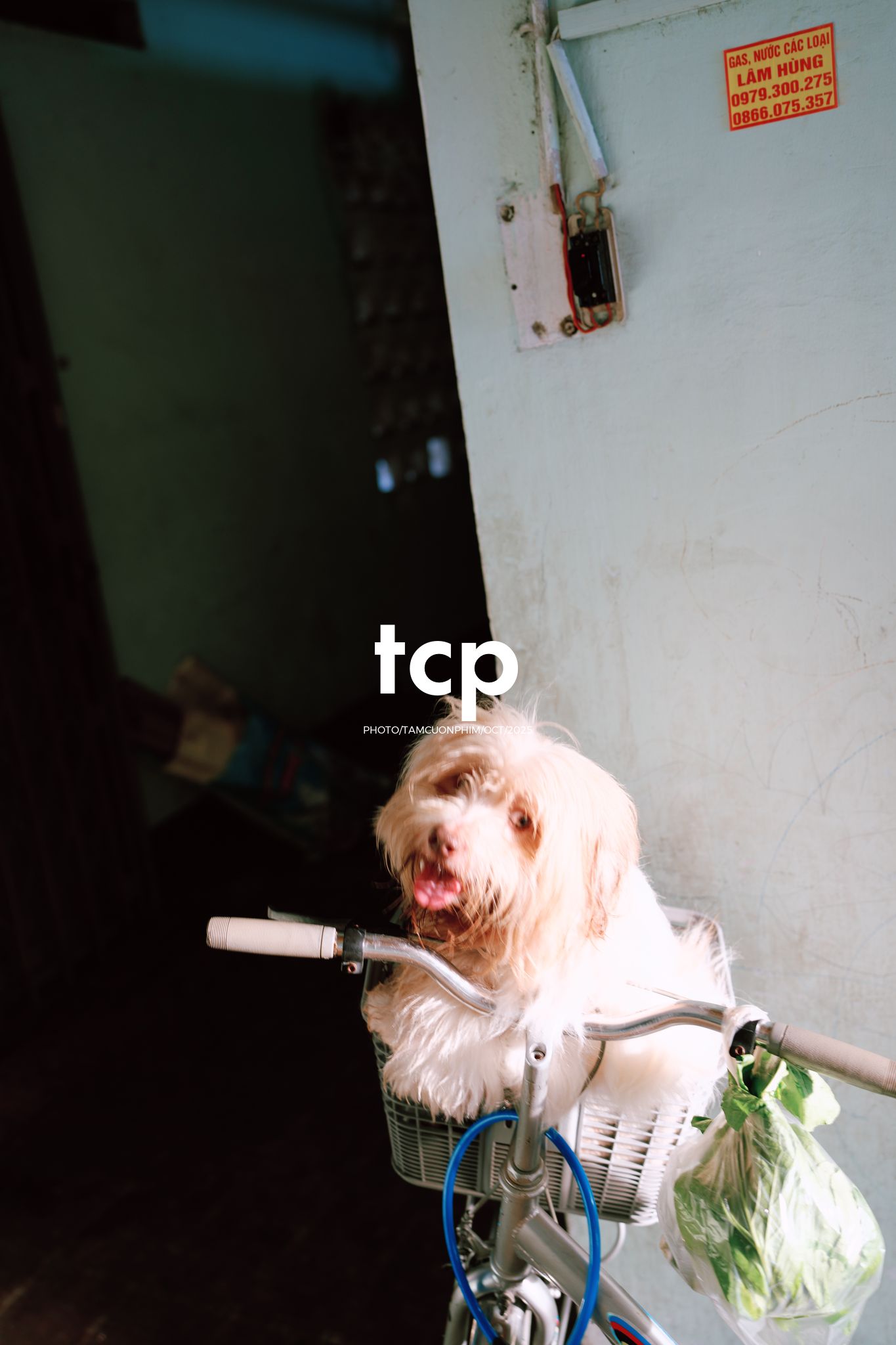 Tám Cuộn Phim - Những mảnh ghép dịu dàng của một tâm hồn tinh tế