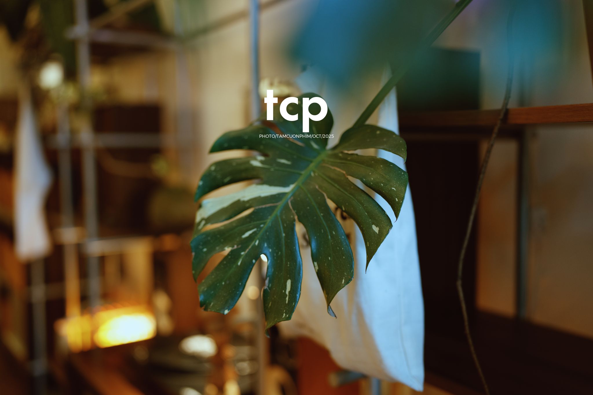 Tám Cuộn Phim - Những mảnh ghép dịu dàng của một tâm hồn tinh tế