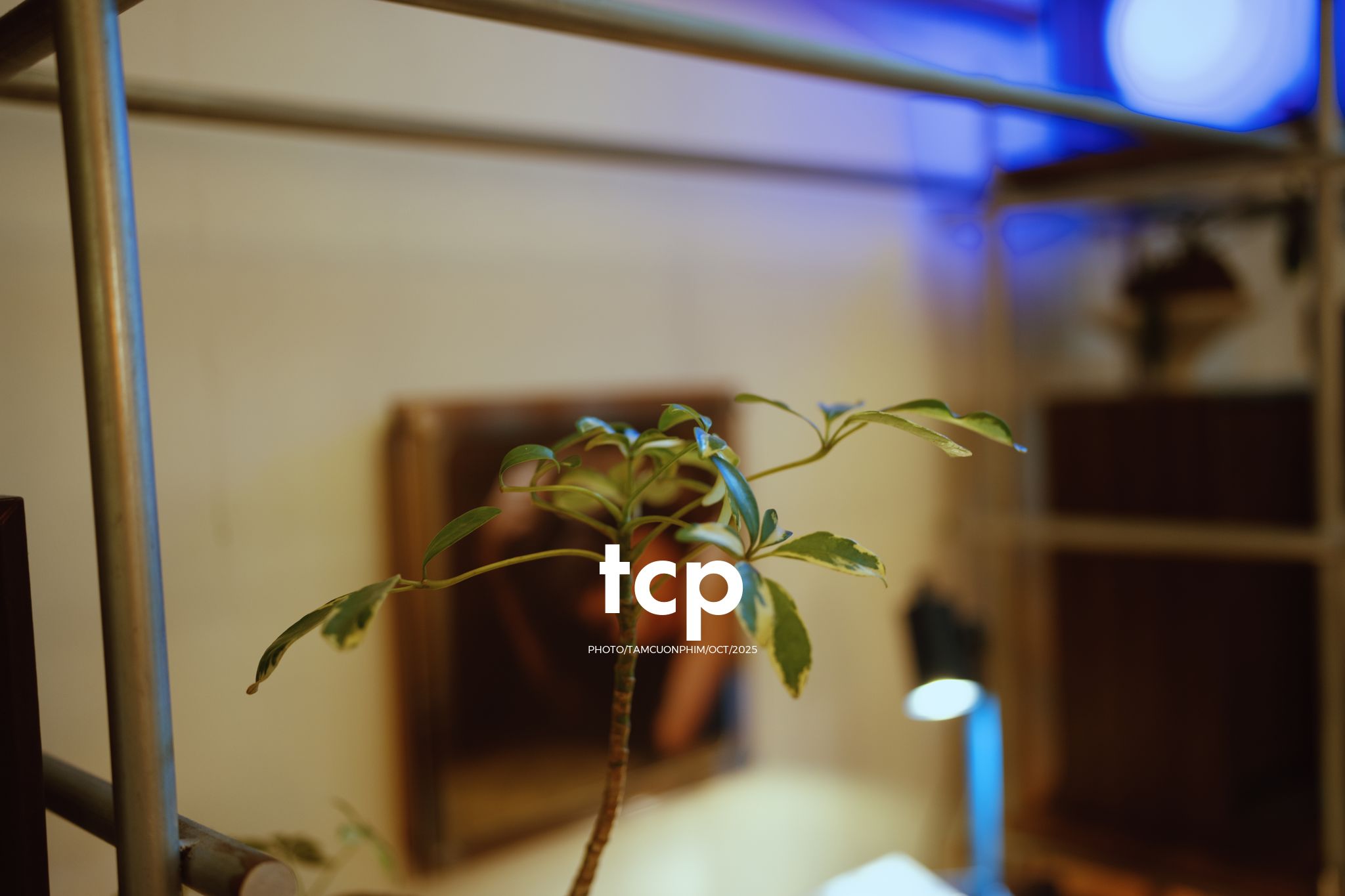 Tám Cuộn Phim - Những mảnh ghép dịu dàng của một tâm hồn tinh tế