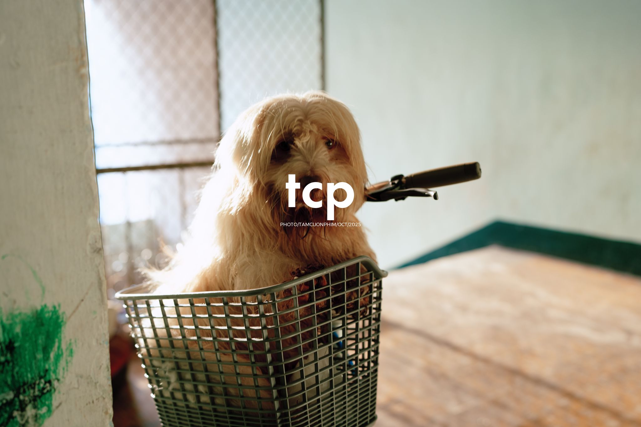 Tám Cuộn Phim - Những mảnh ghép dịu dàng của một tâm hồn tinh tế